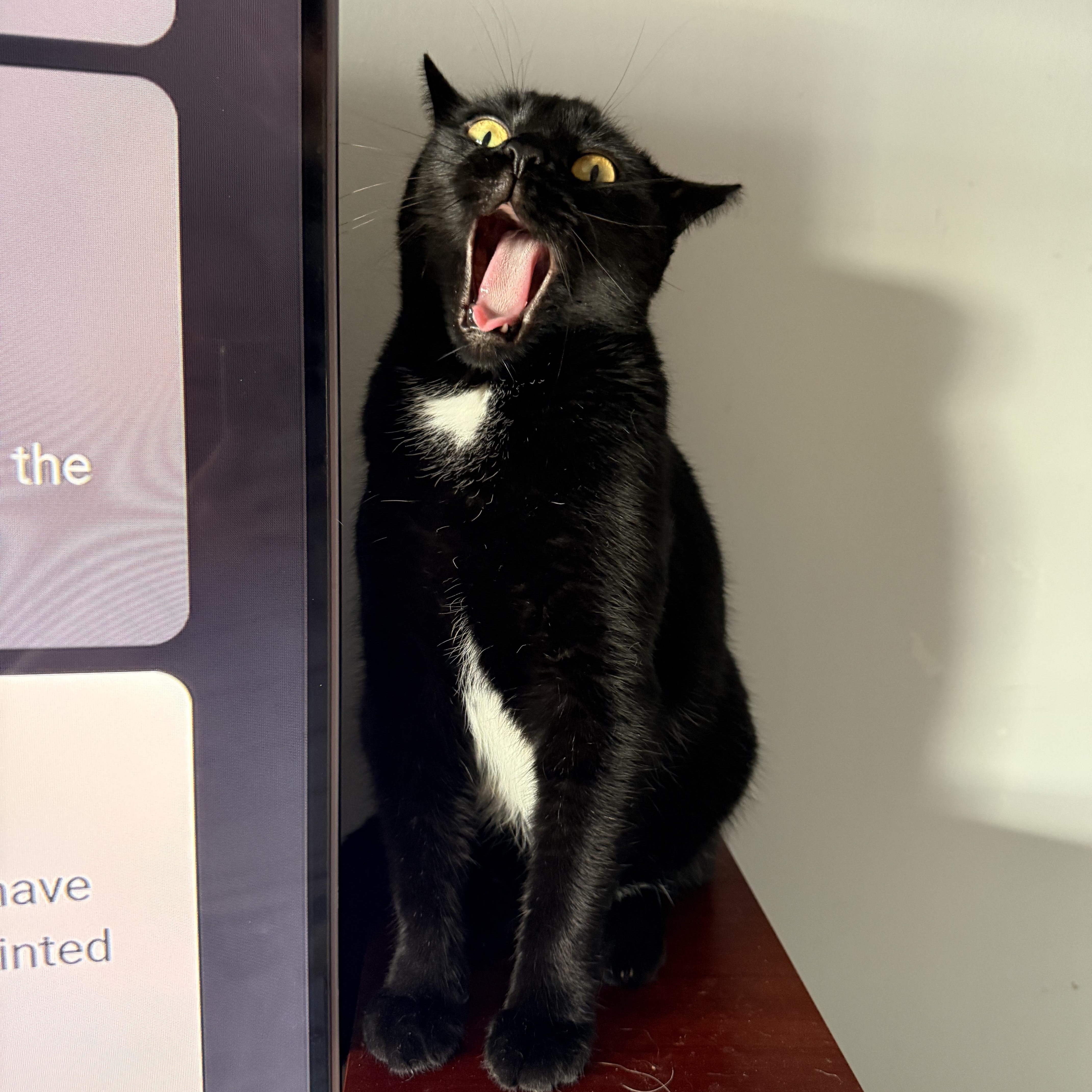 Enlarge Selene, a Adoptable Domestic Short Hair in Brooklyn, NY image 1/5