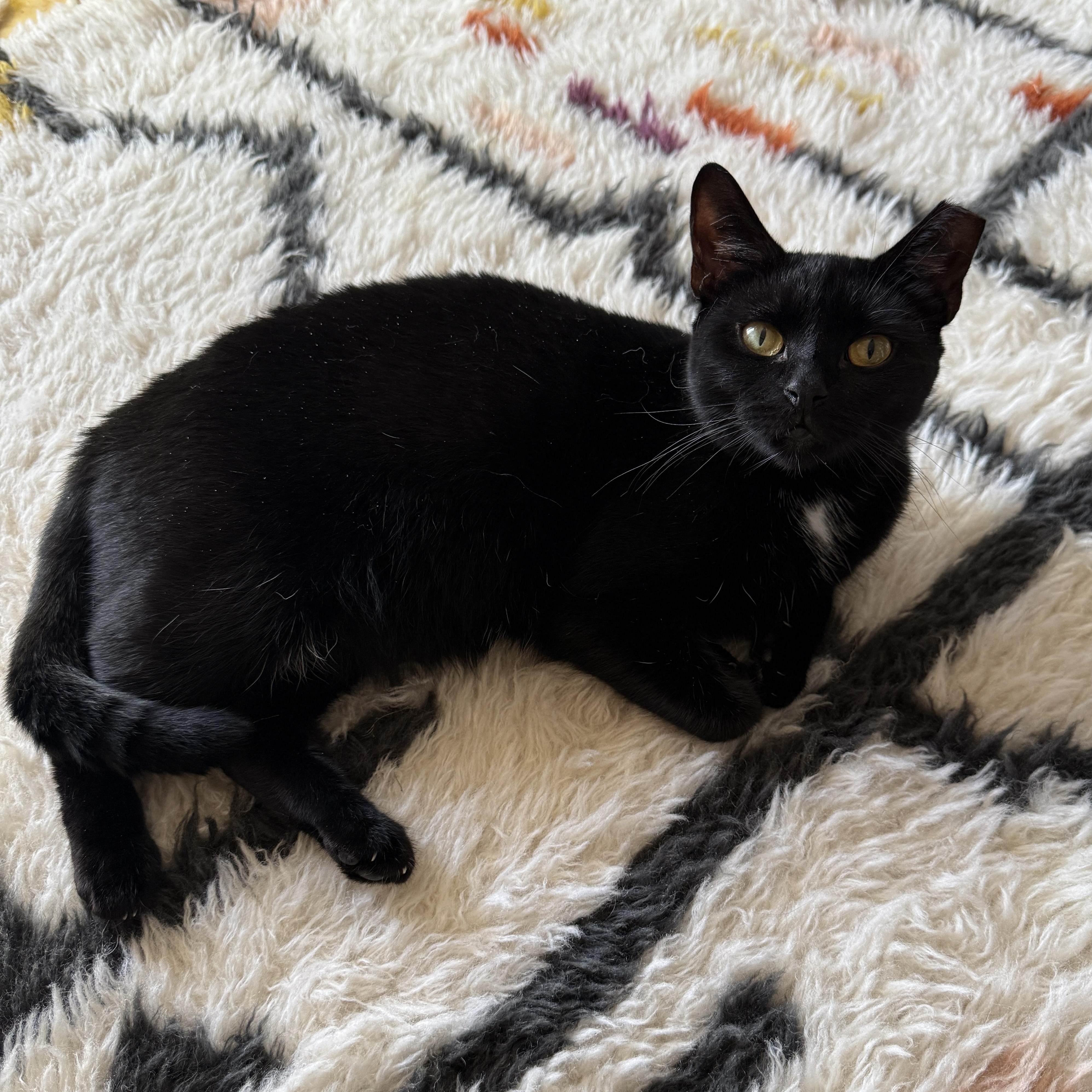 Enlarge Selene, a Adoptable Domestic Short Hair in Brooklyn, NY image 5/5