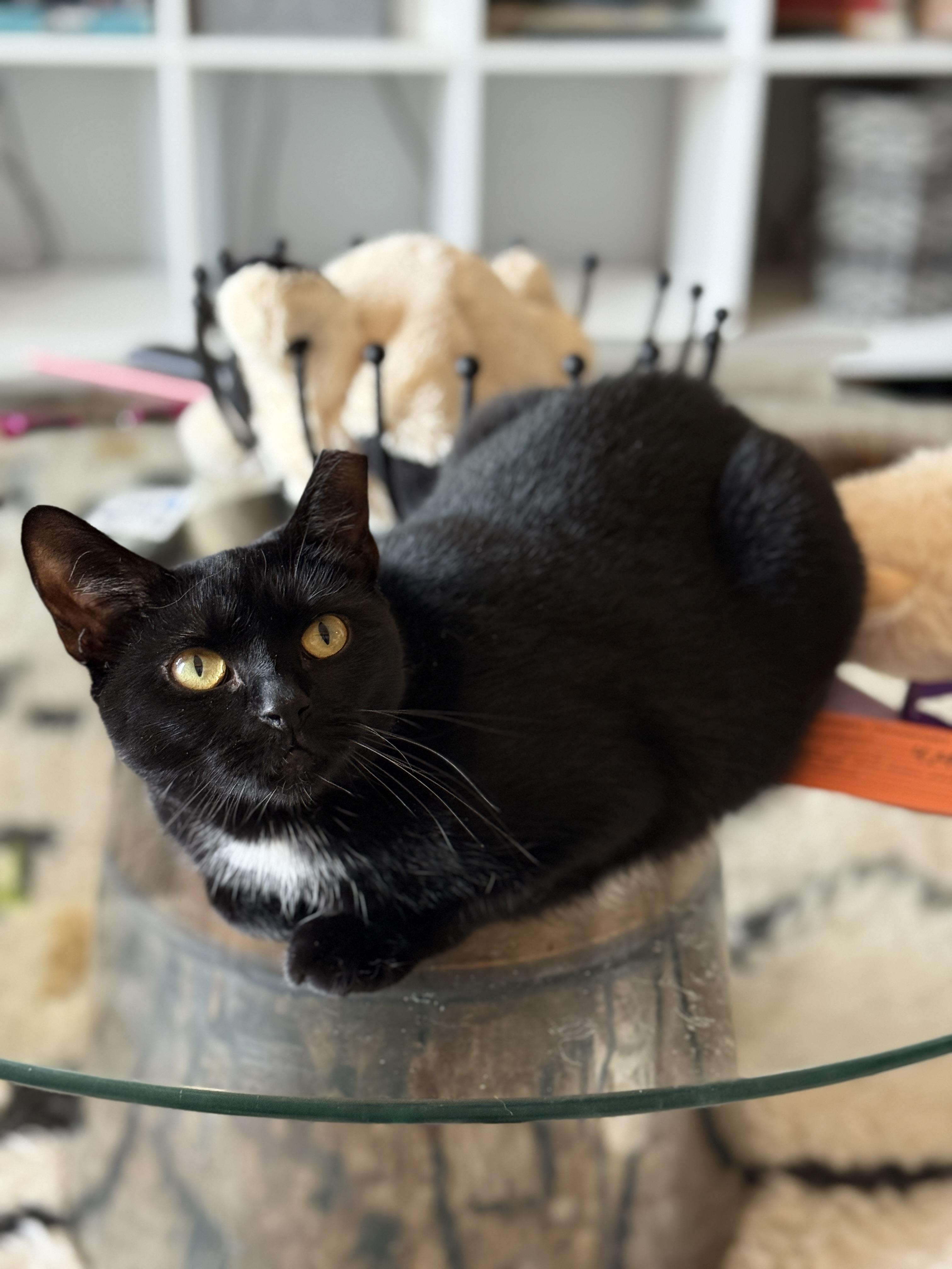 Enlarge Selene, a Adoptable Domestic Short Hair in Brooklyn, NY image 4/5