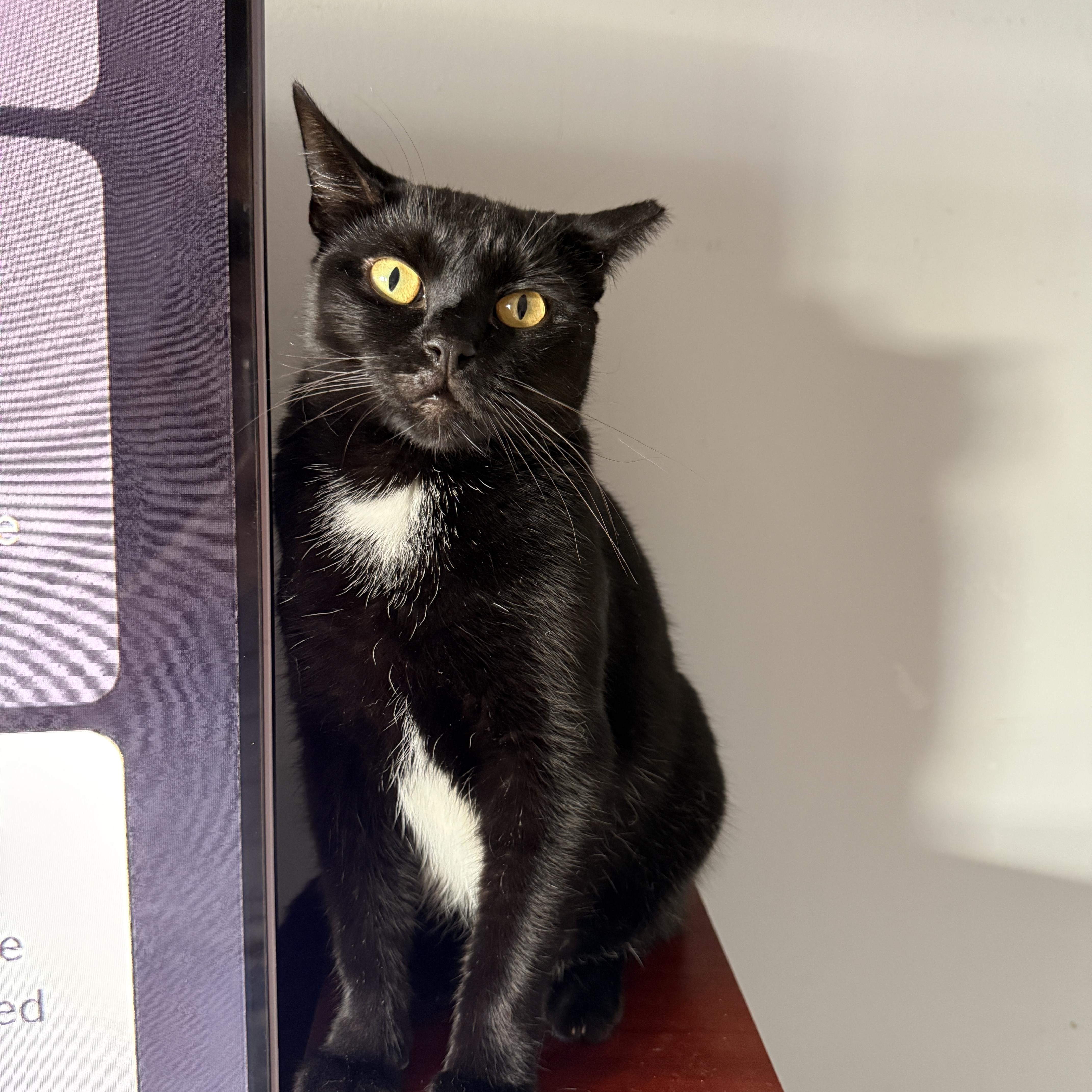 Enlarge Selene, a Adoptable Domestic Short Hair in Brooklyn, NY image 2/5