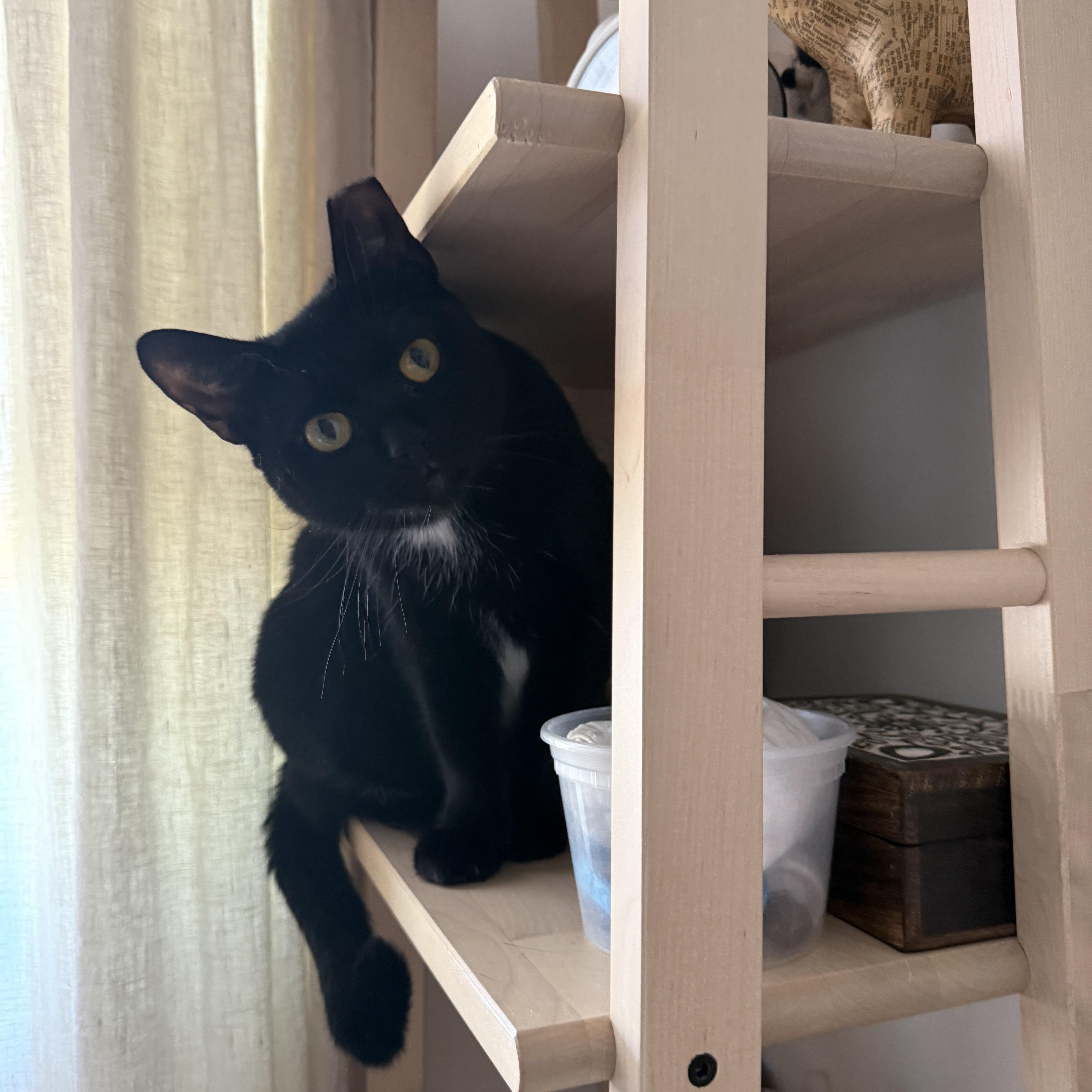 Enlarge Selene, a Adoptable Domestic Short Hair in Brooklyn, NY image 3/5