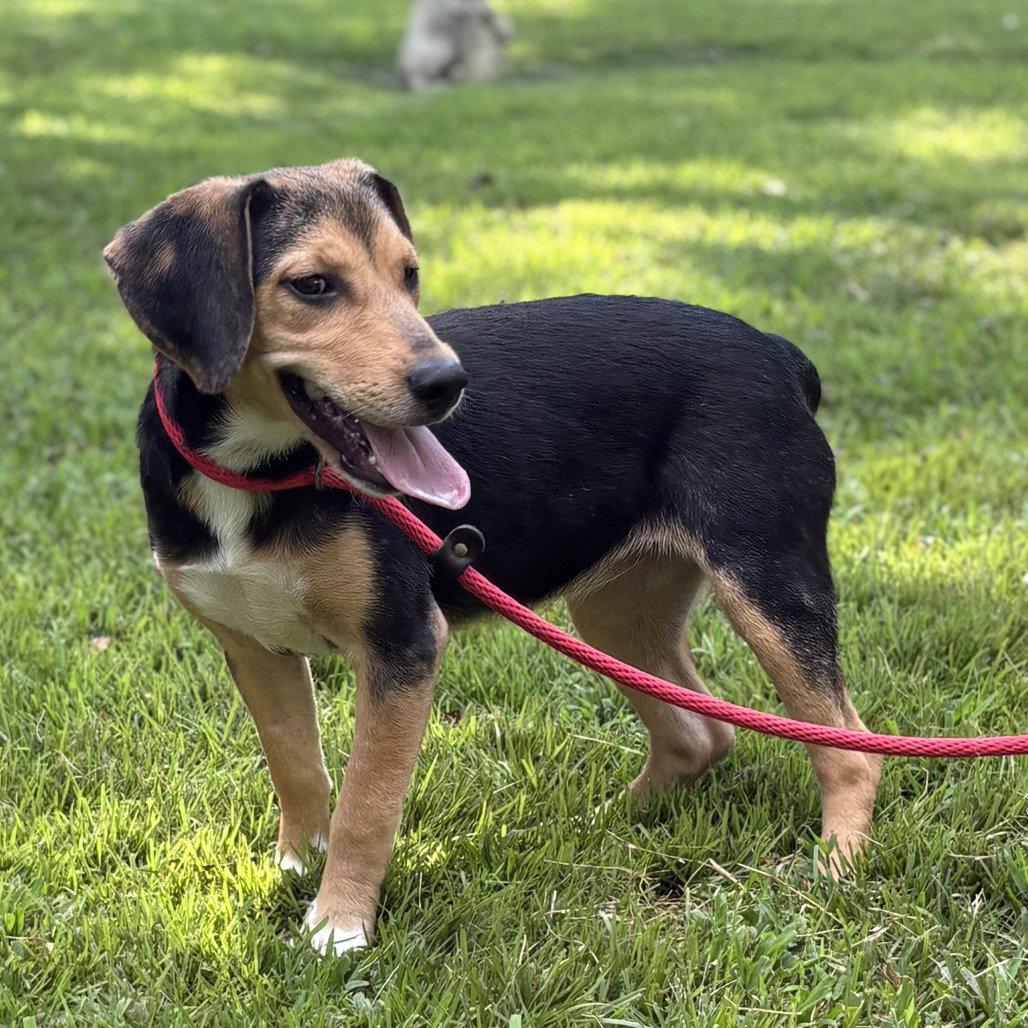 Enlarge Clover, a Adoptable Beagle in Locust Fork, AL image 1/3