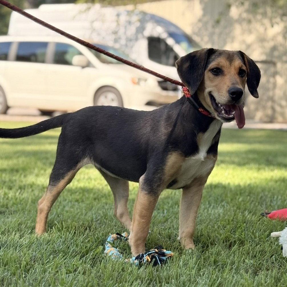 Enlarge Clover, a Adoptable Beagle in Locust Fork, AL image 2/3
