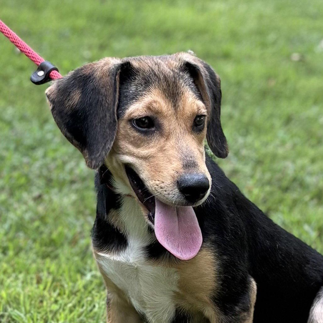 Enlarge Clover, a Adoptable Beagle in Locust Fork, AL image 3/3