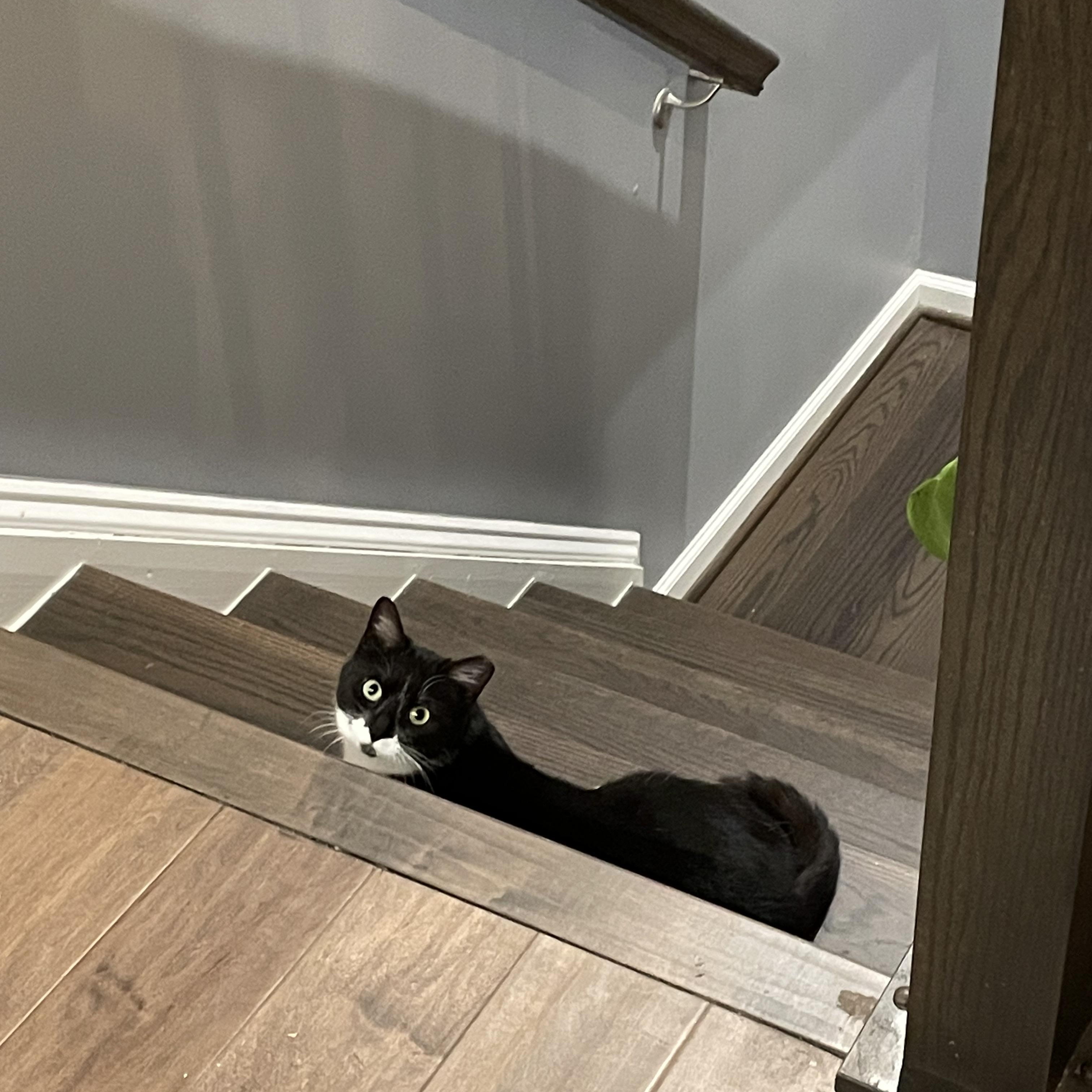 Enlarge Skye, a ADOPTABLE Domestic Short Hair in Leesburg, VA image 3/5