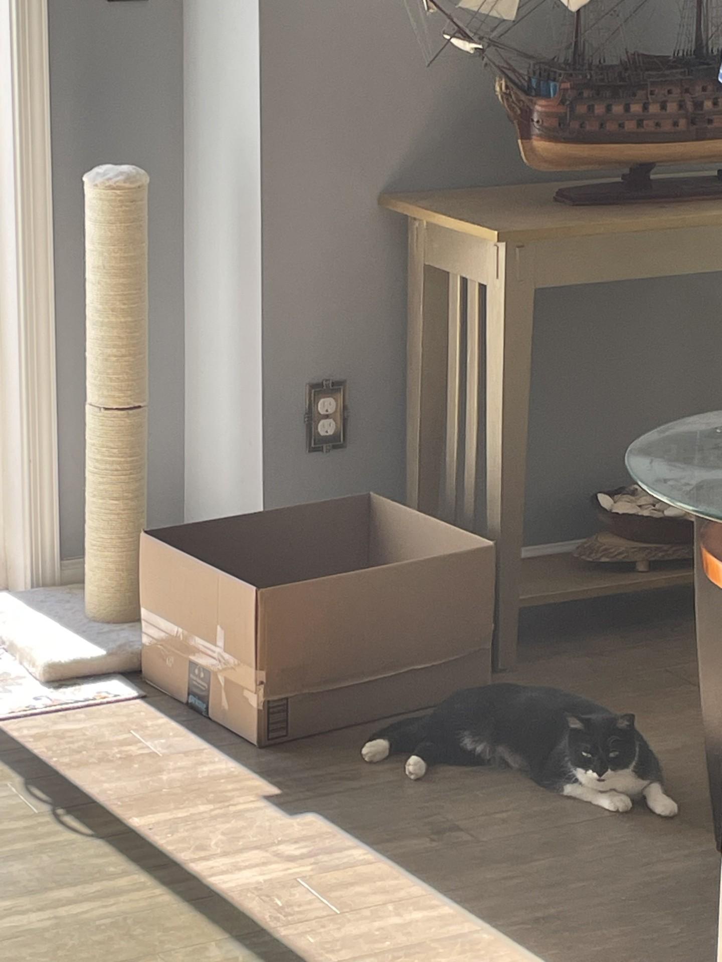 Enlarge Skye, a ADOPTABLE Domestic Short Hair in Leesburg, VA image 5/5