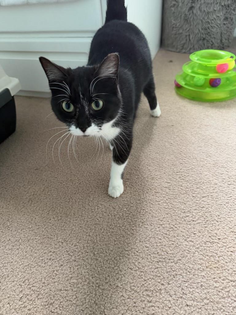 Enlarge Skye, a ADOPTABLE Domestic Short Hair in Leesburg, VA image 1/5