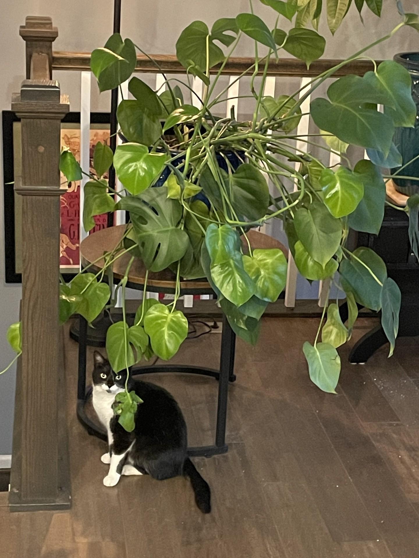 Enlarge Skye, a ADOPTABLE Domestic Short Hair in Leesburg, VA image 2/5