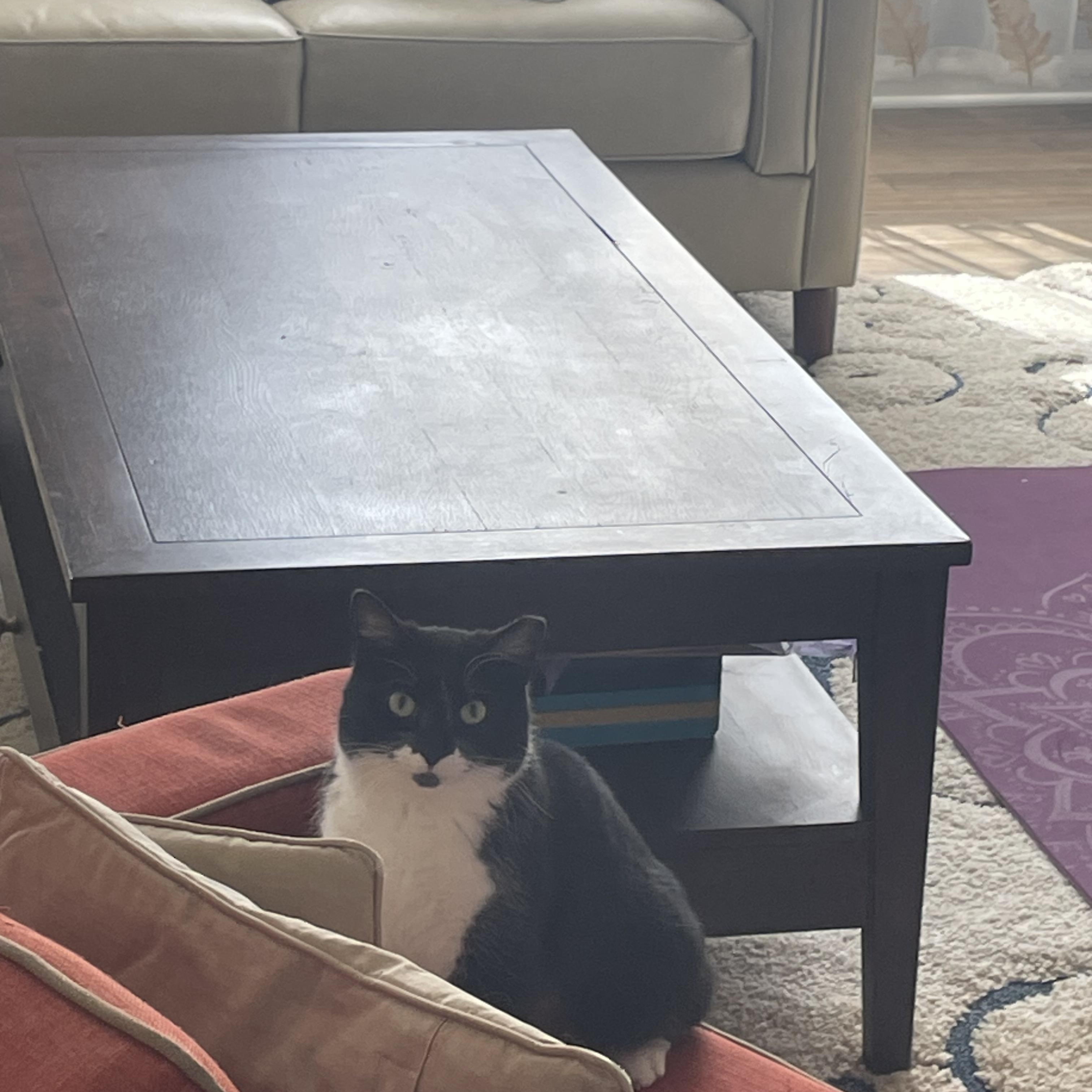 Enlarge Skye, a ADOPTABLE Domestic Short Hair in Leesburg, VA image 4/5