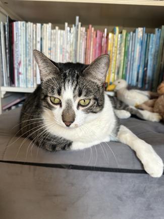 Enlarge Little John, a Adoptable mixed breed in San Francisco, CA image 1/4