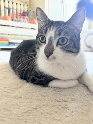 Enlarge Little John, a Adoptable mixed breed in San Francisco, CA image 4/4