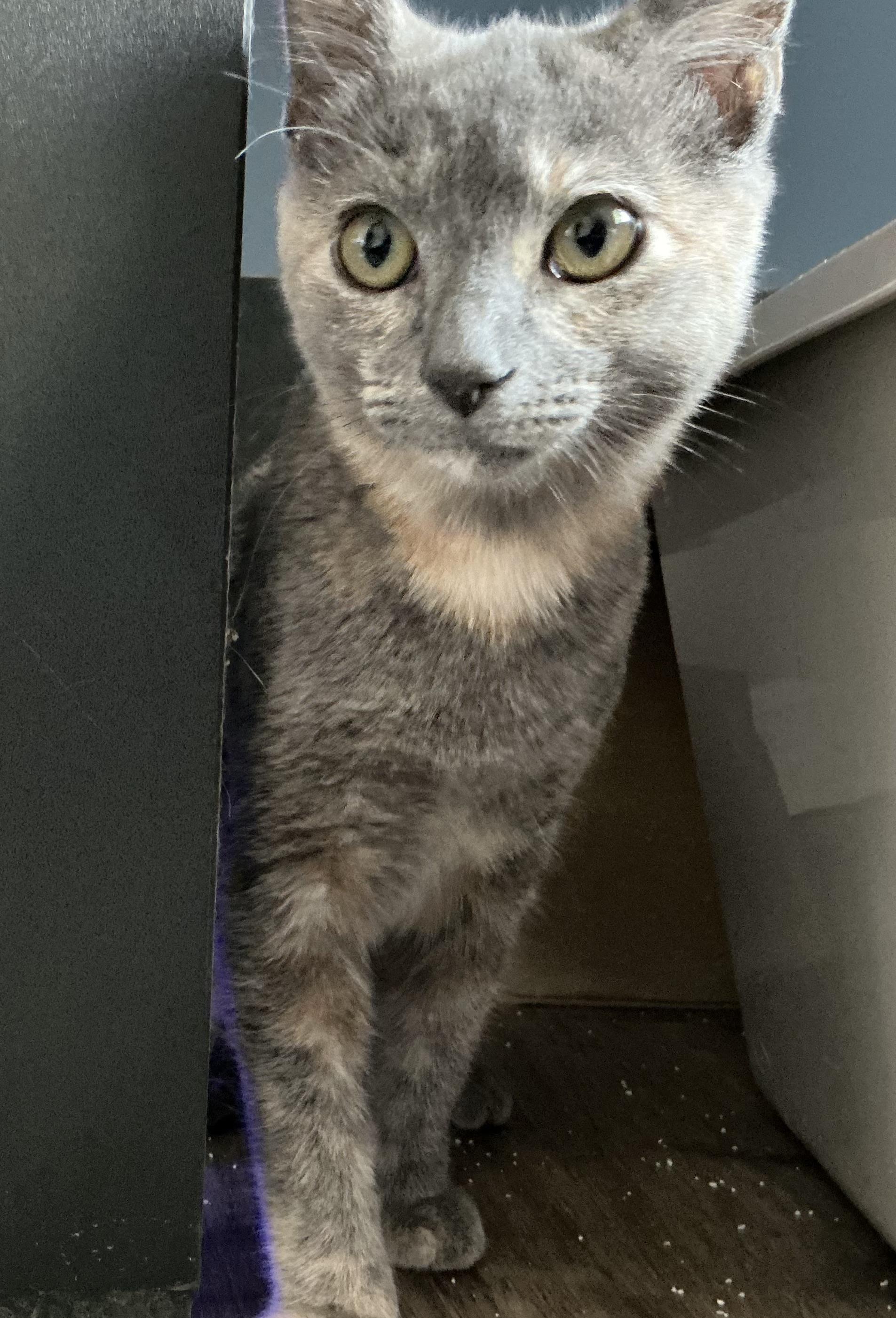 Sophia, Adoptable, Kitten Female Dilute Tortoiseshell.