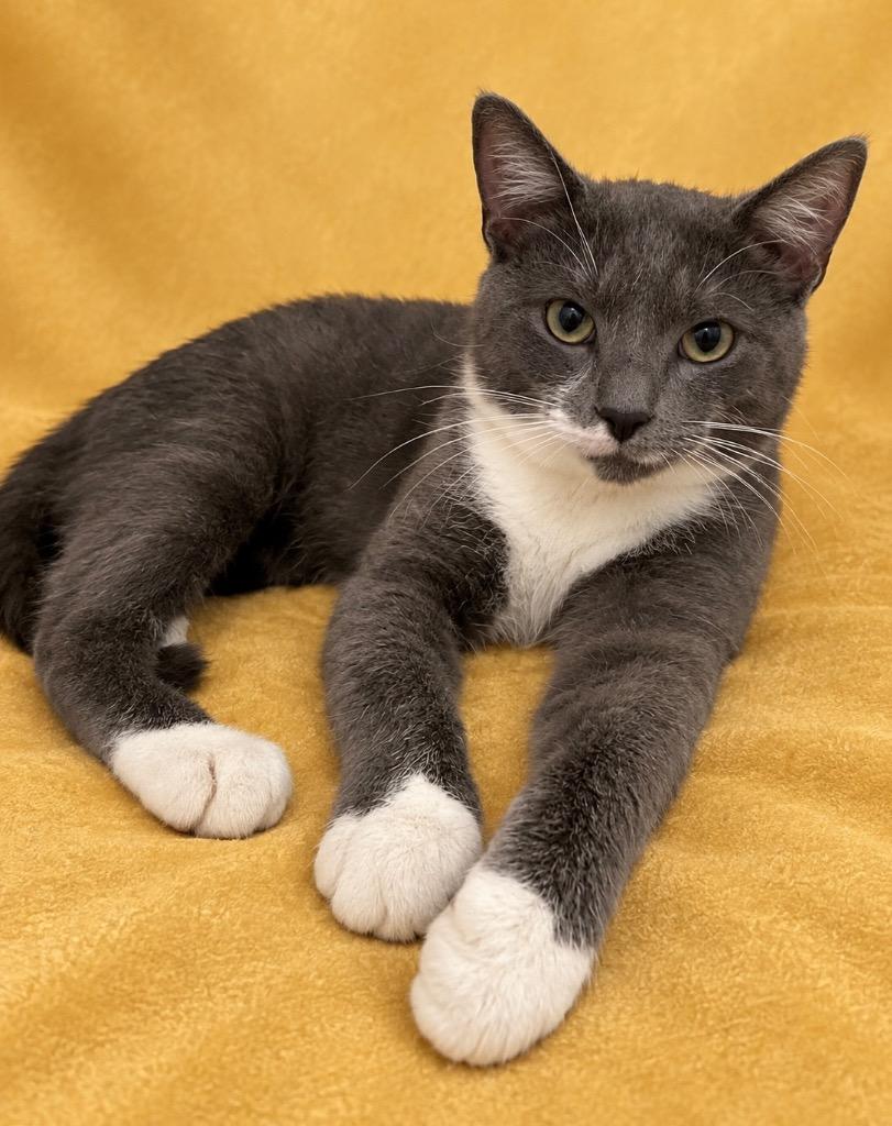 Grayson, Adoptable, Adult Male Domestic Short Hair.