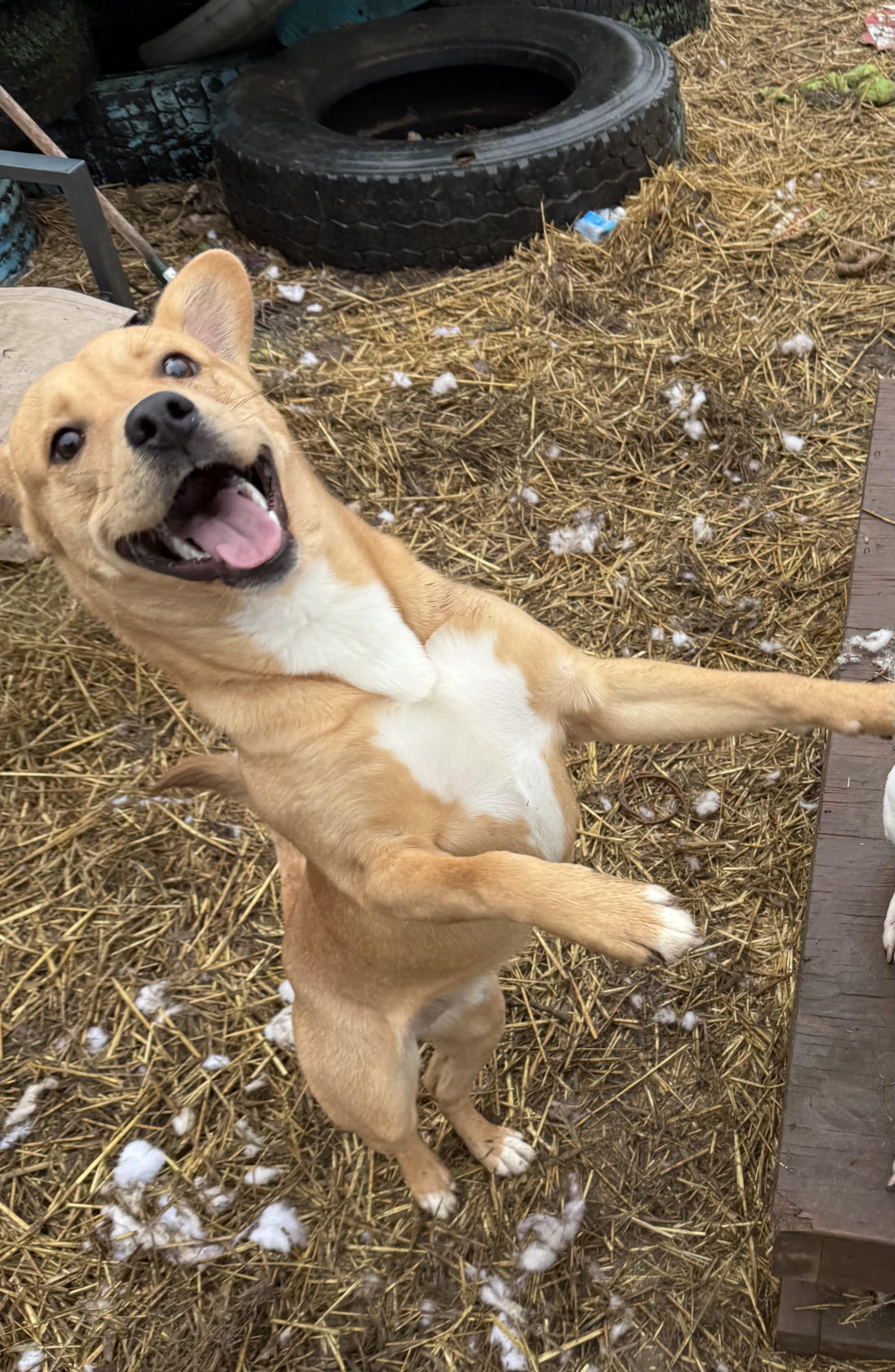 Finnegan thumbnail 2