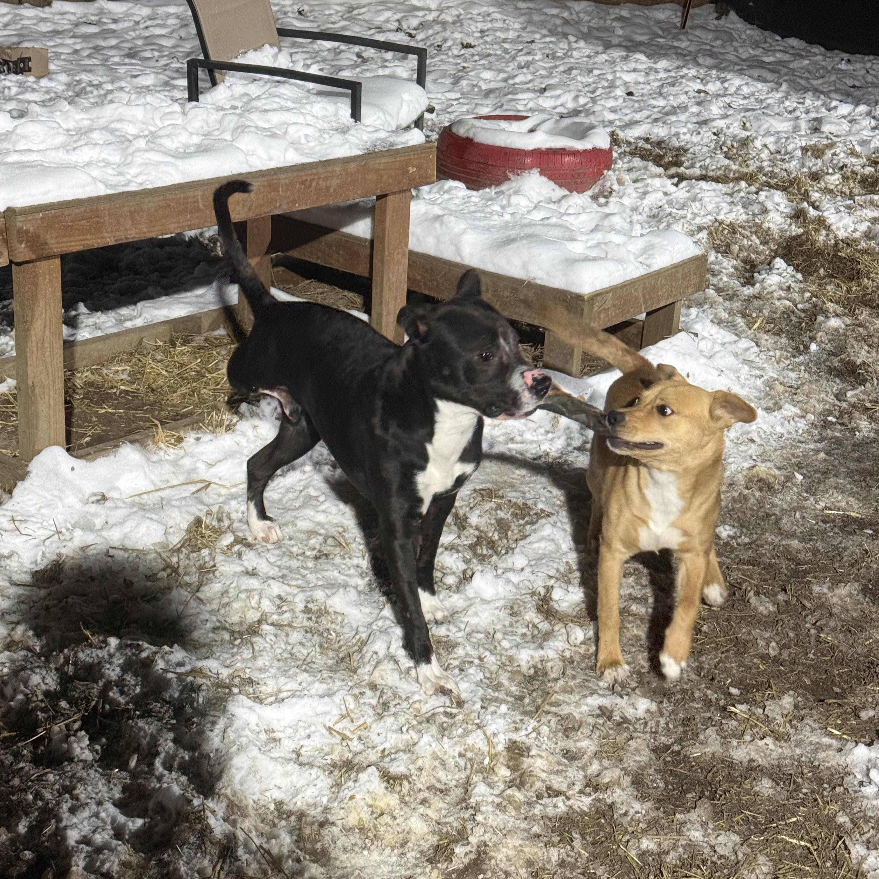 Finnegan thumbnail 4