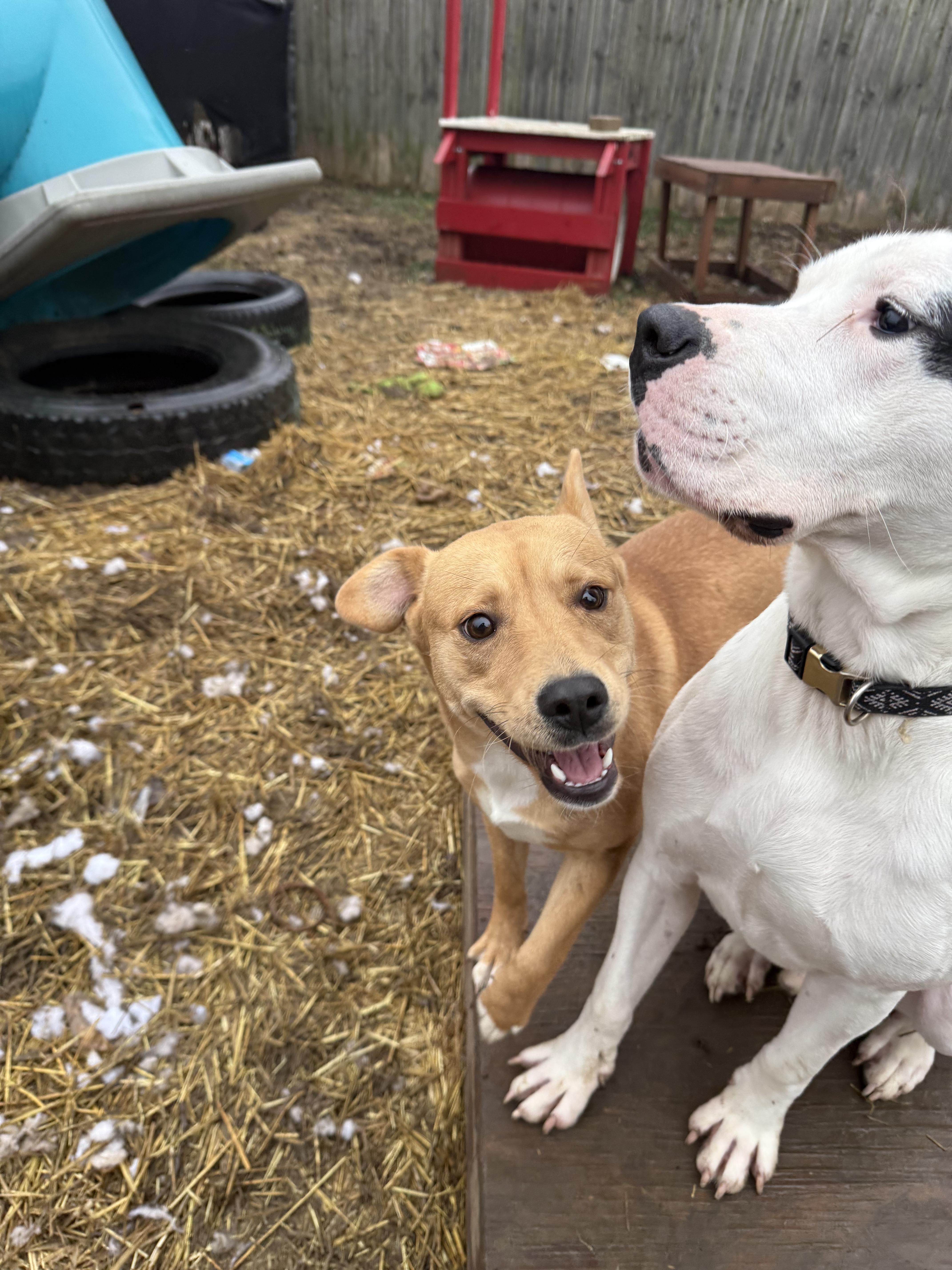 Finnegan thumbnail 5