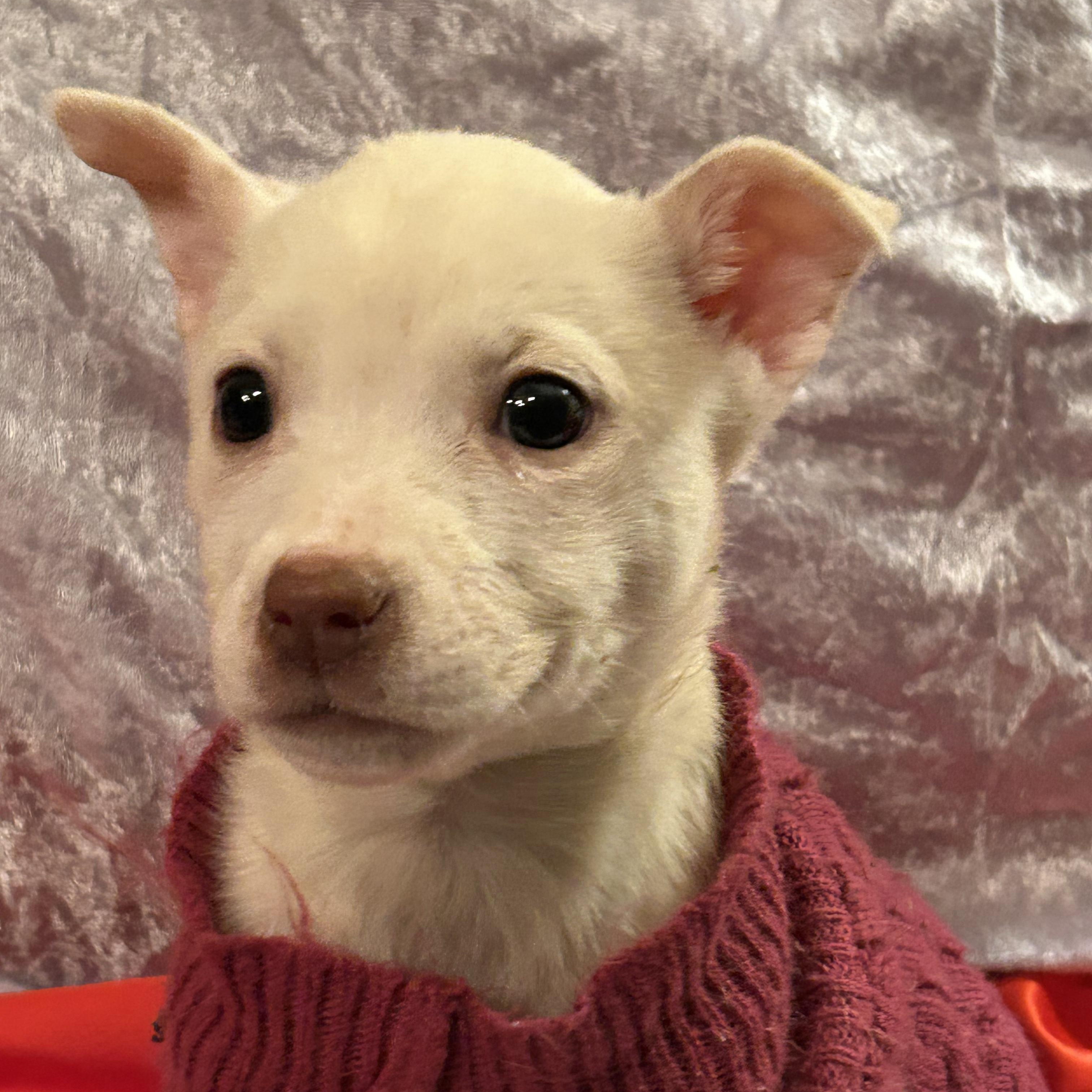 Enlarge Tara, a Adoptable mixed breed in Fort Mill, SC image 2/5