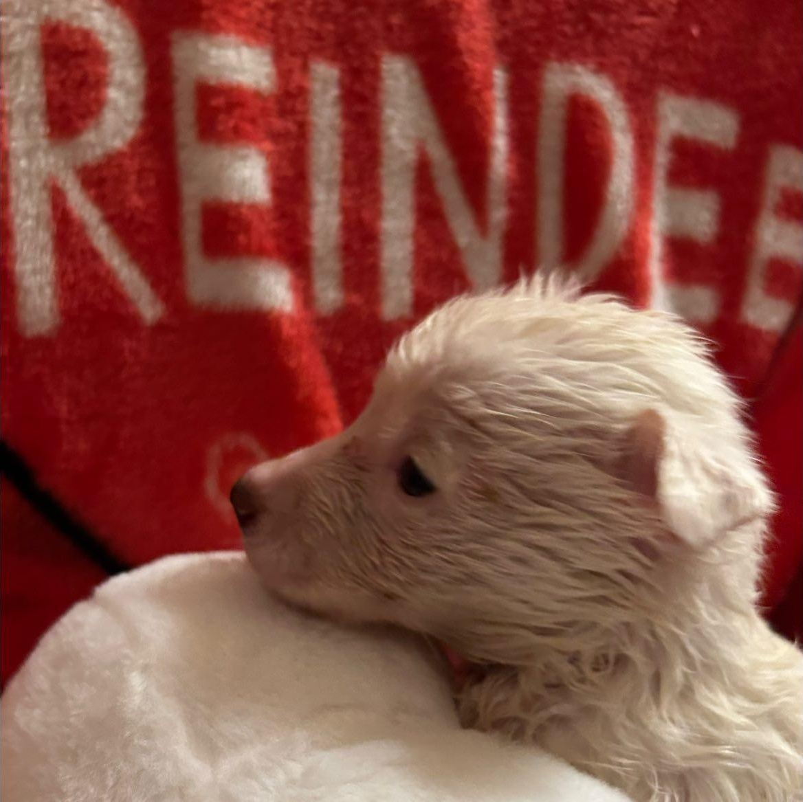 Enlarge Tara, a Adoptable mixed breed in Fort Mill, SC image 4/5