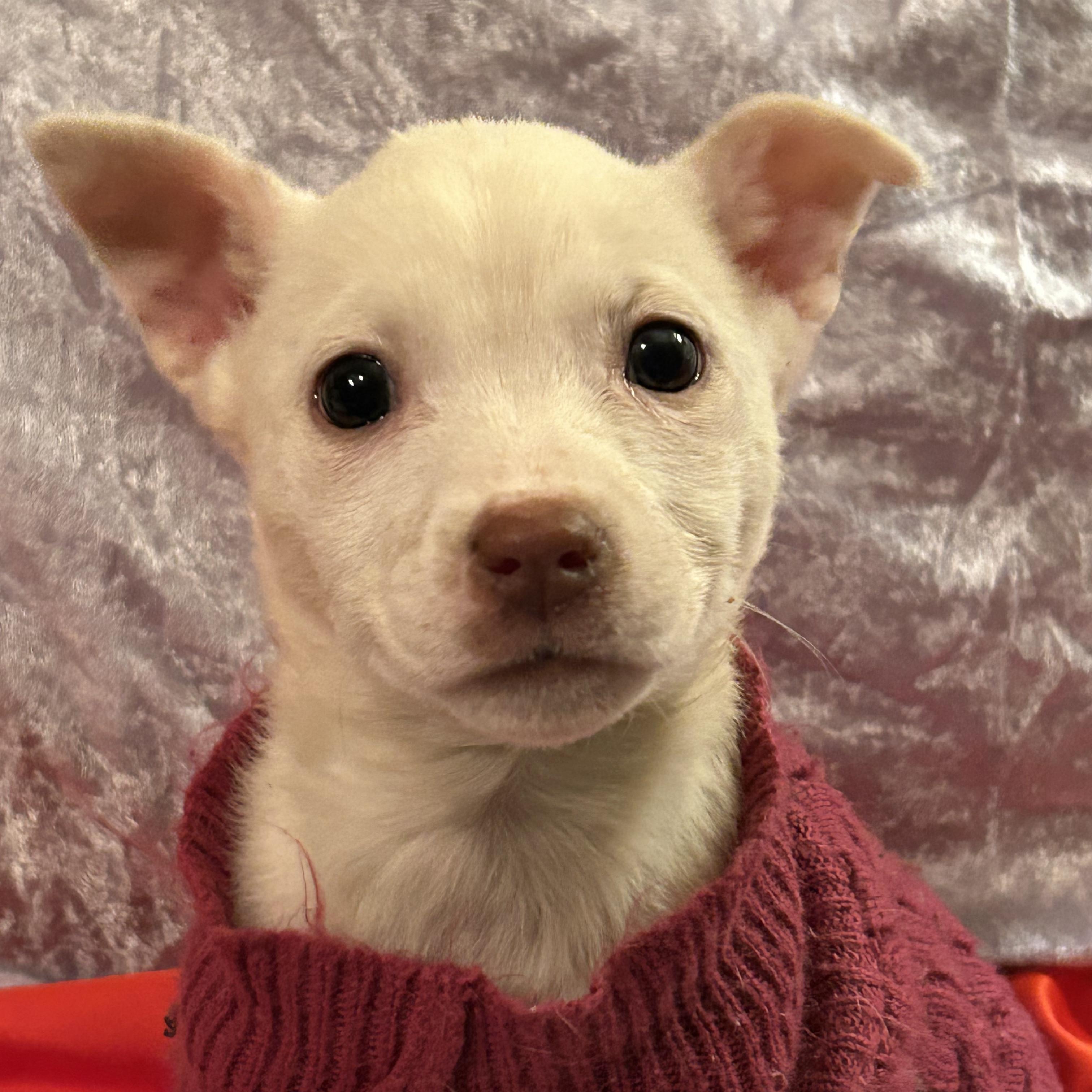 Enlarge Tara, a Adoptable mixed breed in Fort Mill, SC image 1/5