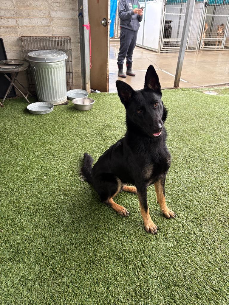 Rue, Adoptable, Young Female German Shepherd Dog.