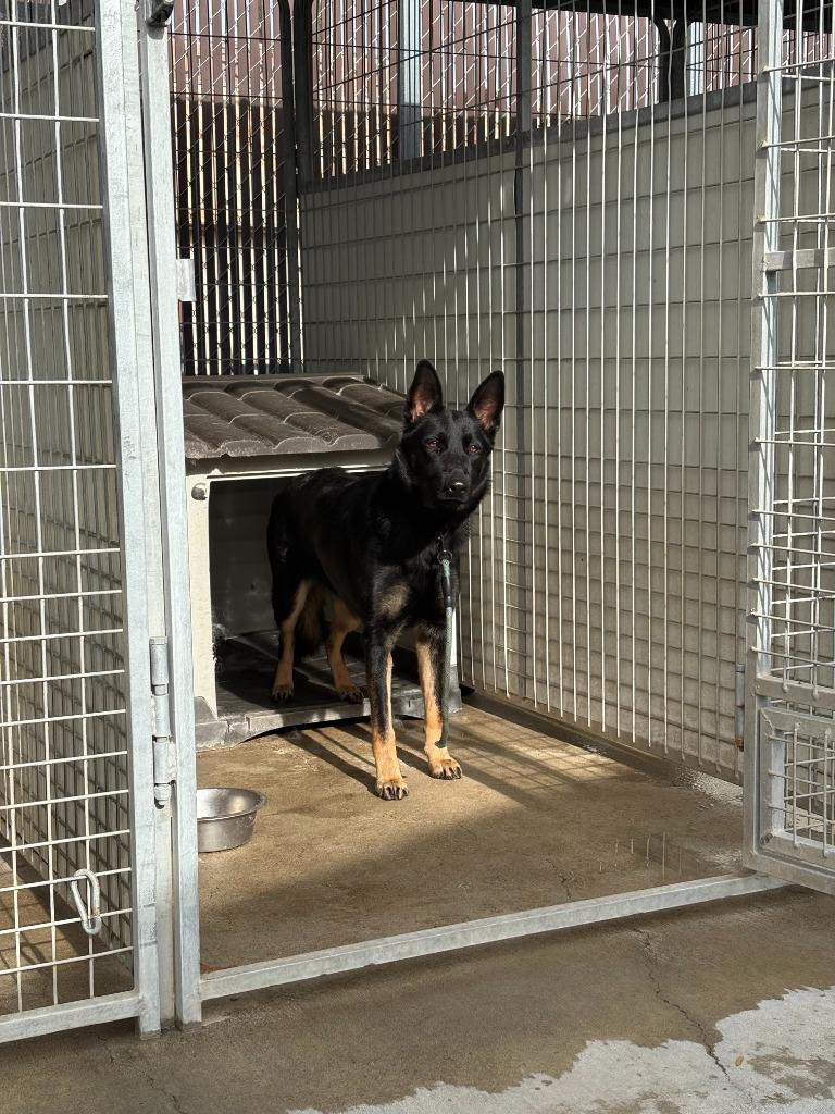 Enlarge Rue, a Adoptable German Shepherd Dog in Newman, CA image 2/4