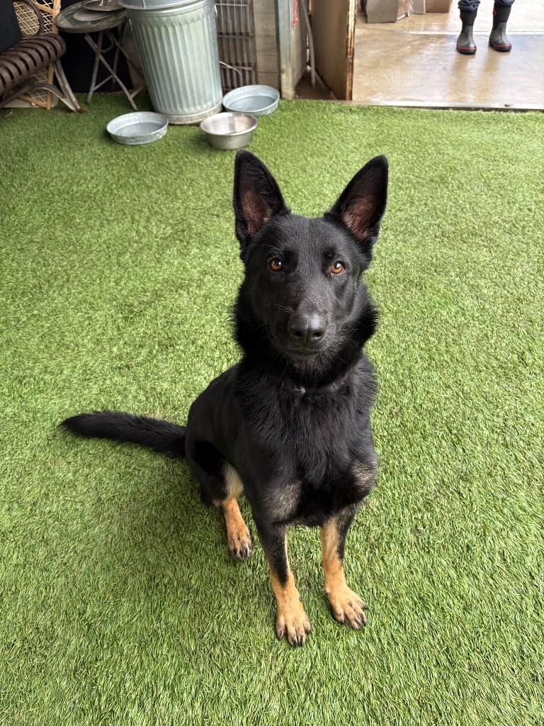 Enlarge Rue, a Adoptable German Shepherd Dog in Newman, CA image 3/4