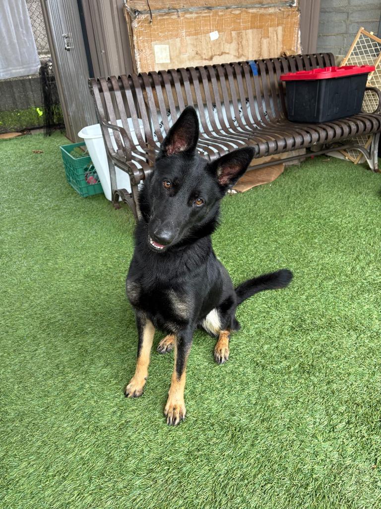 Enlarge Rue, a Adoptable German Shepherd Dog in Newman, CA image 4/4