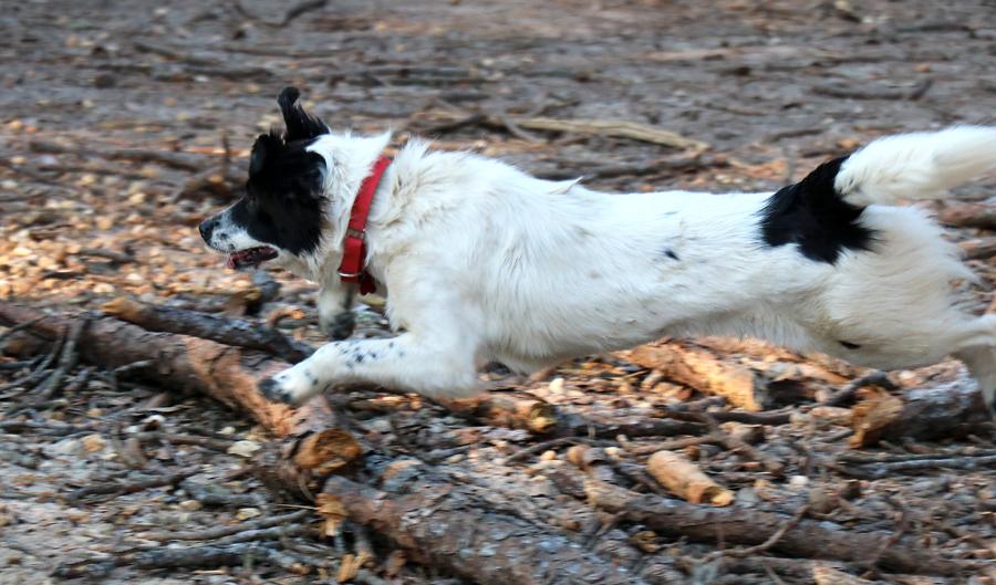 Rylee, Adoptable, Adult Female Spaniel.