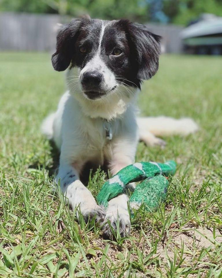 Rylee, a Adoptable mixed breed in Nokomis, FL image 2/2