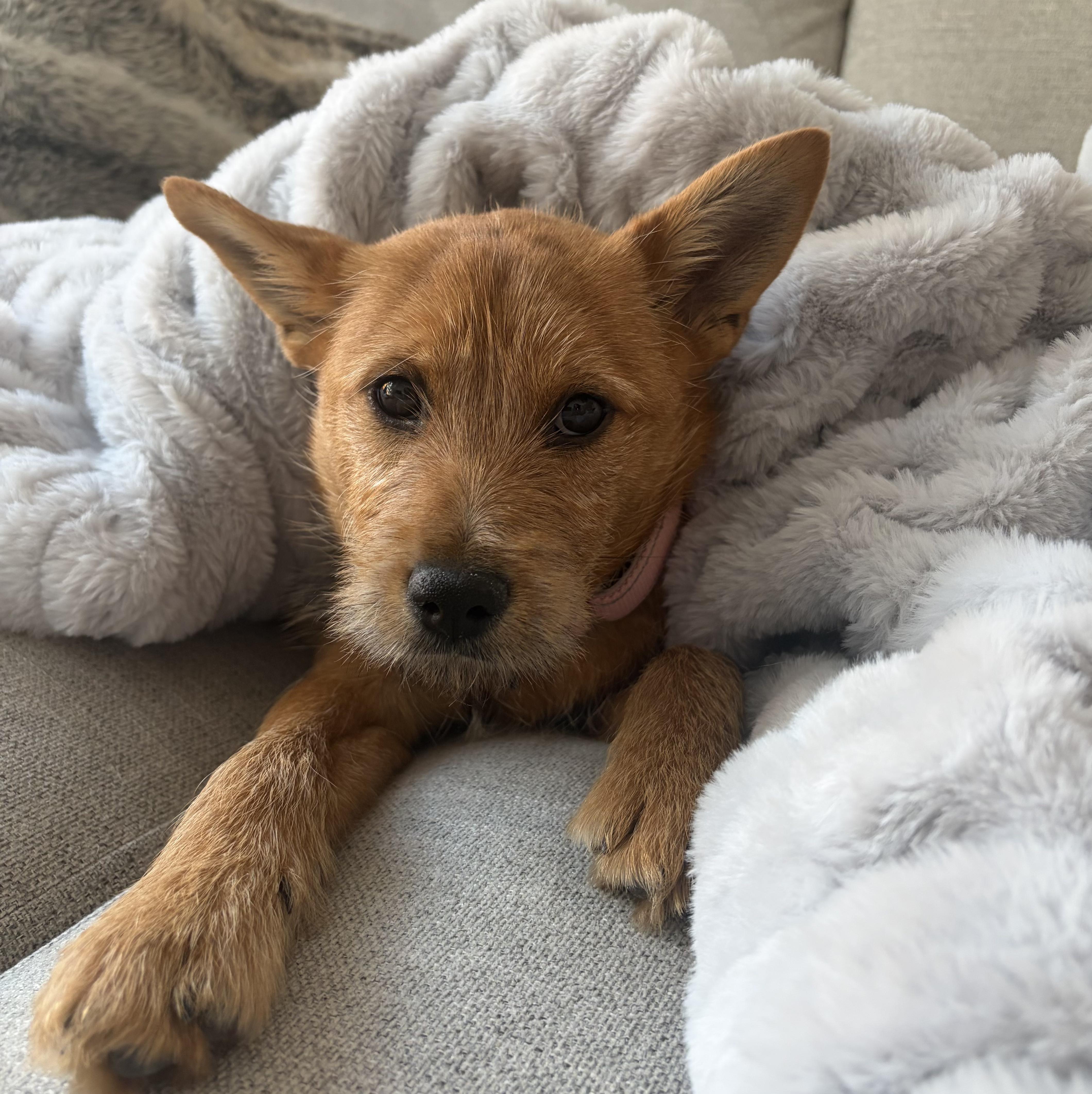 Enlarge Sybil, a Adoptable mixed breed in Norristown, PA image 1/6