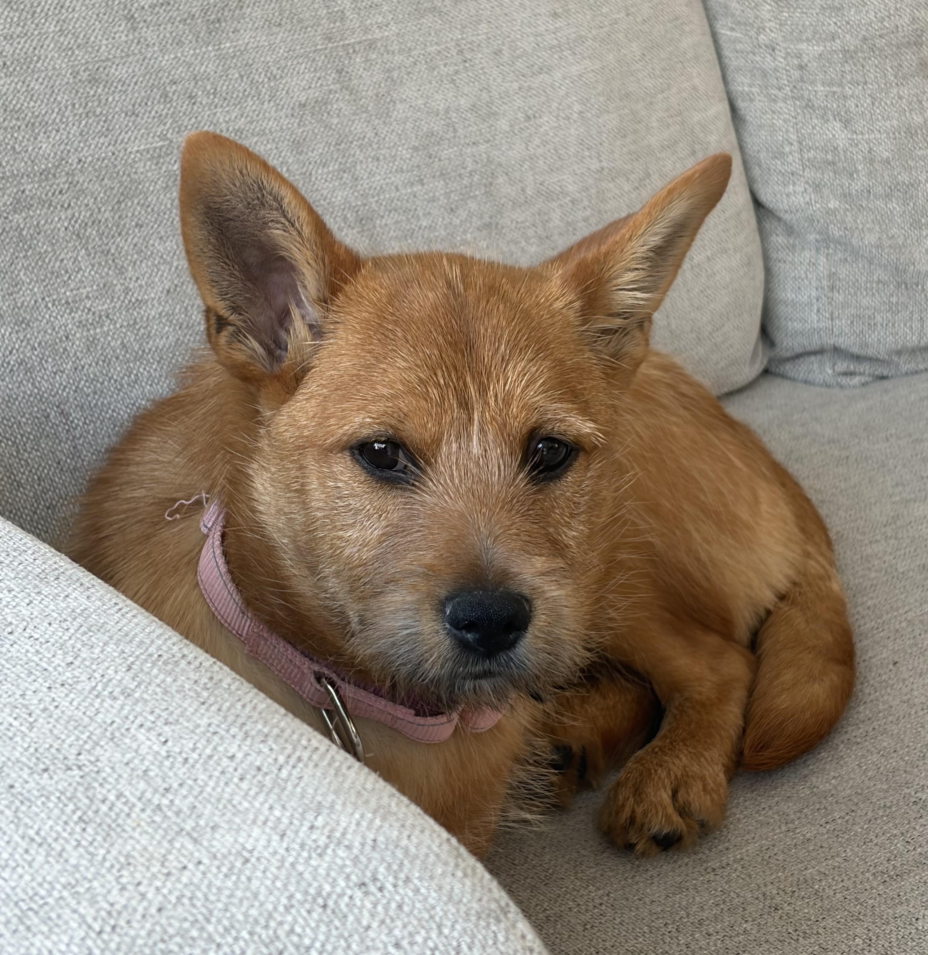 Enlarge Sybil, a Adoptable mixed breed in Norristown, PA image 4/6