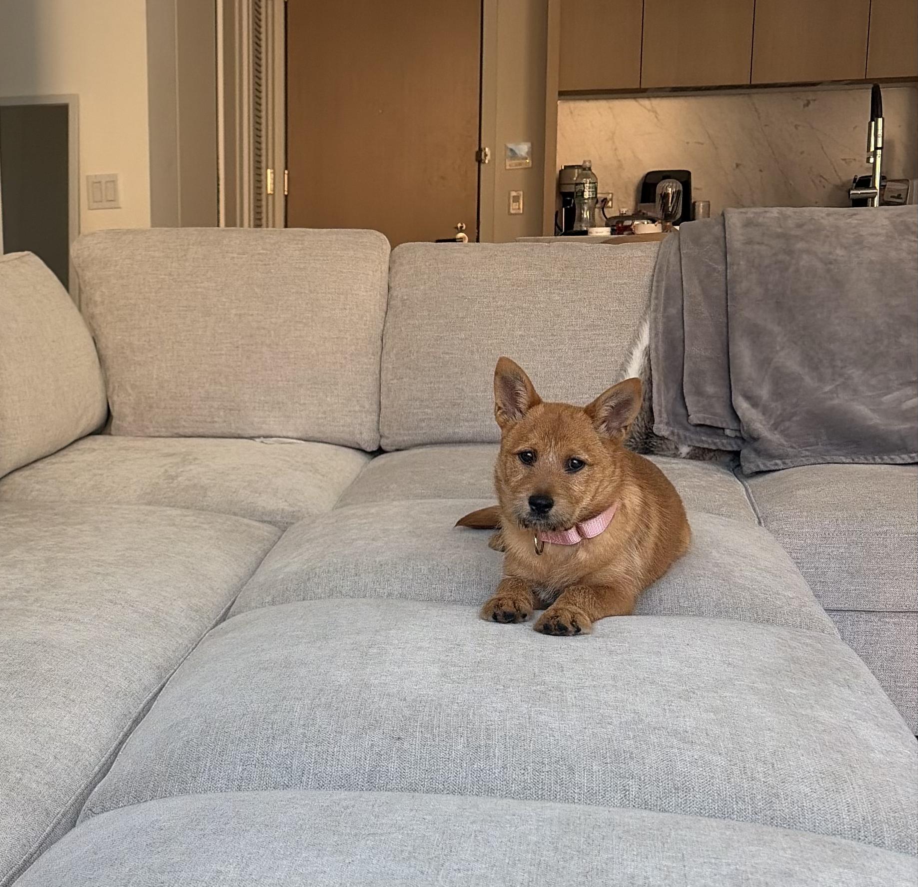 Enlarge Sybil, a Adoptable mixed breed in Norristown, PA image 5/6