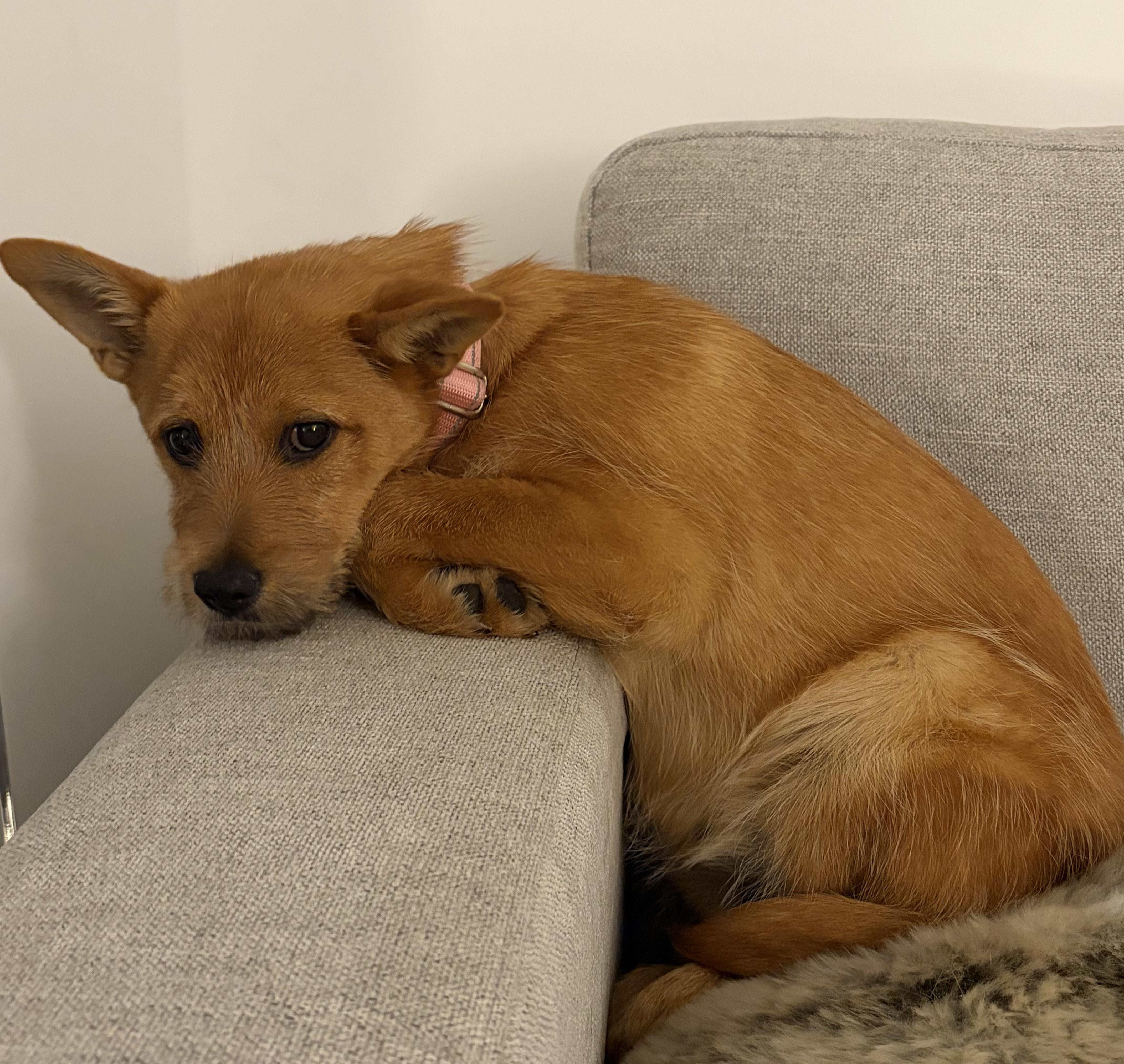 Enlarge Sybil, a Adoptable mixed breed in Norristown, PA image 2/6