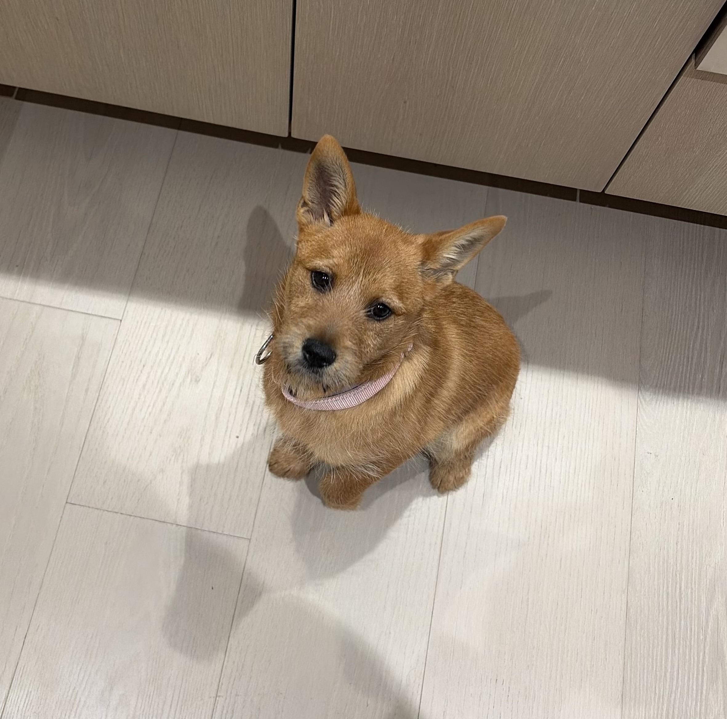 Enlarge Sybil, a Adoptable mixed breed in Norristown, PA image 3/6