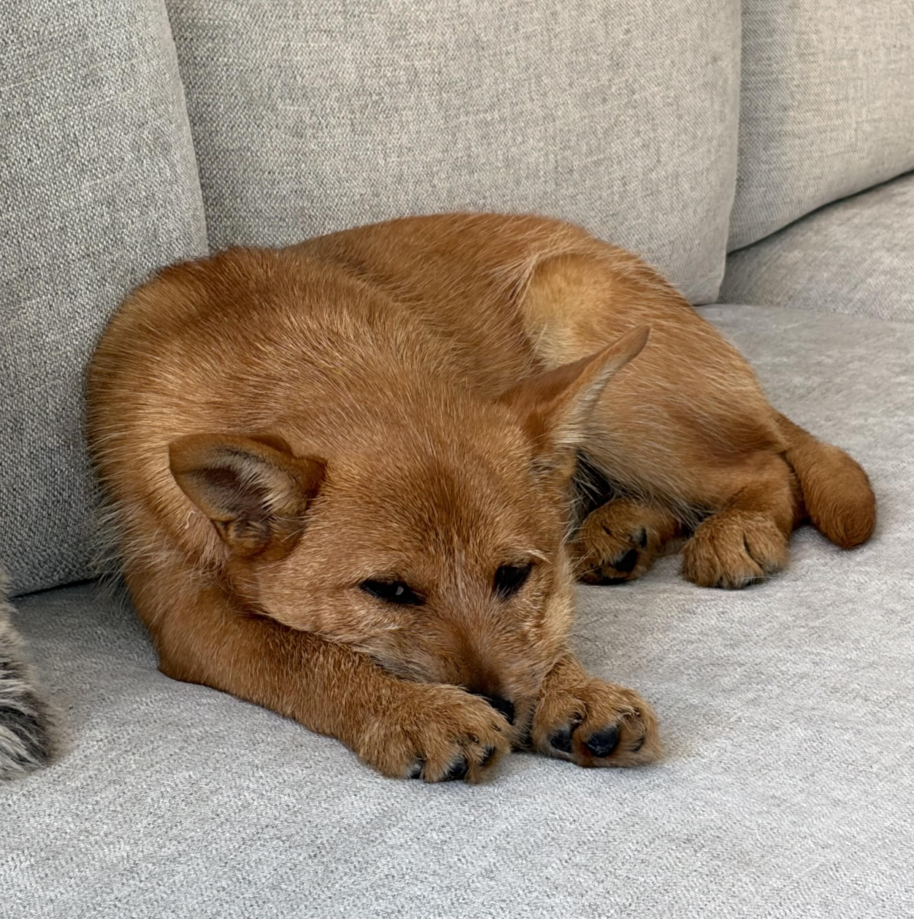 Enlarge Sybil, a Adoptable mixed breed in Norristown, PA image 6/6