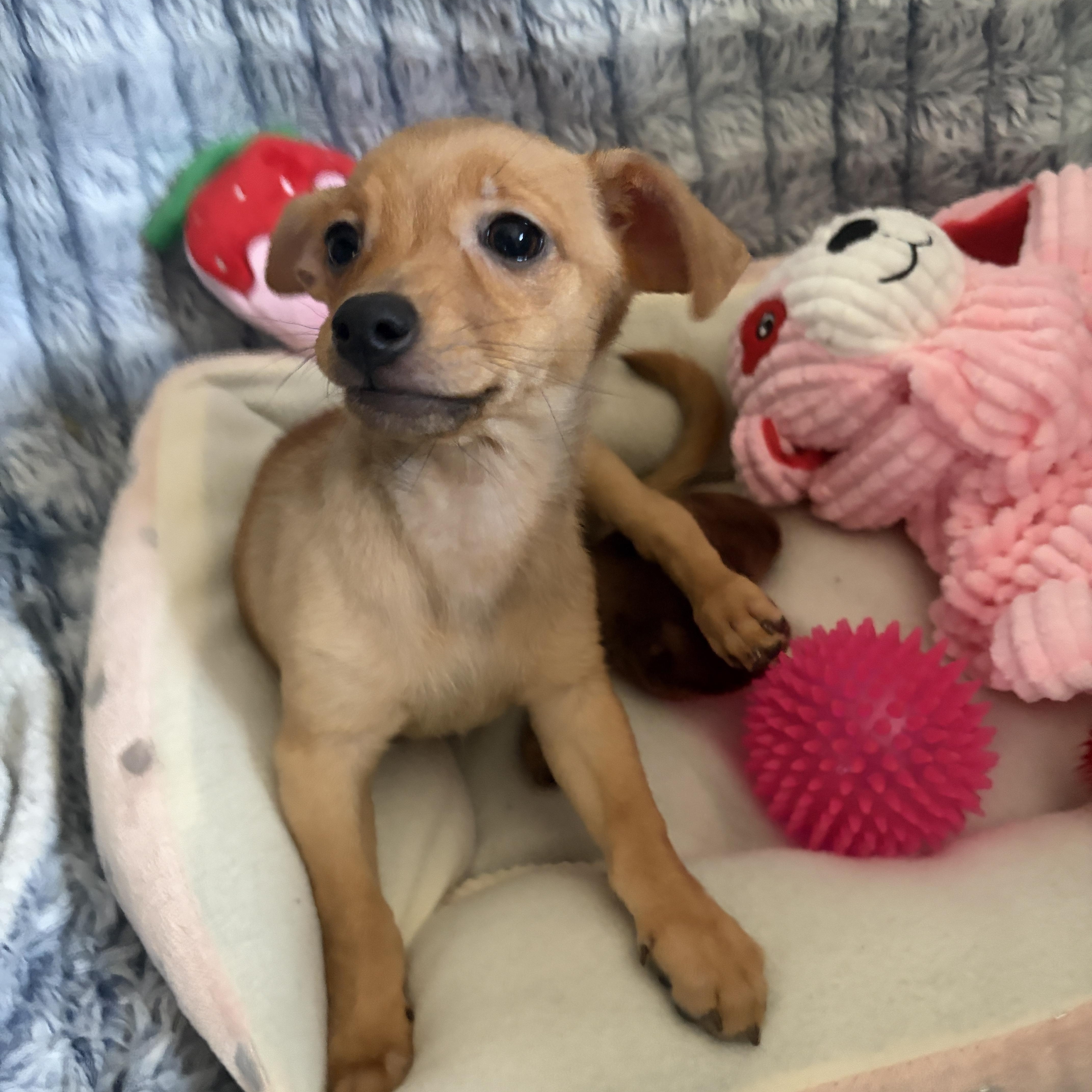 Enlarge Monica , a Adoptable mixed breed in Lindenhurst, NY image 1/1