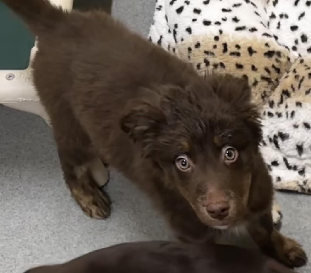 Cloudveil, adopted, Puppy Male Australian Shepherd & Labrador Retriever.