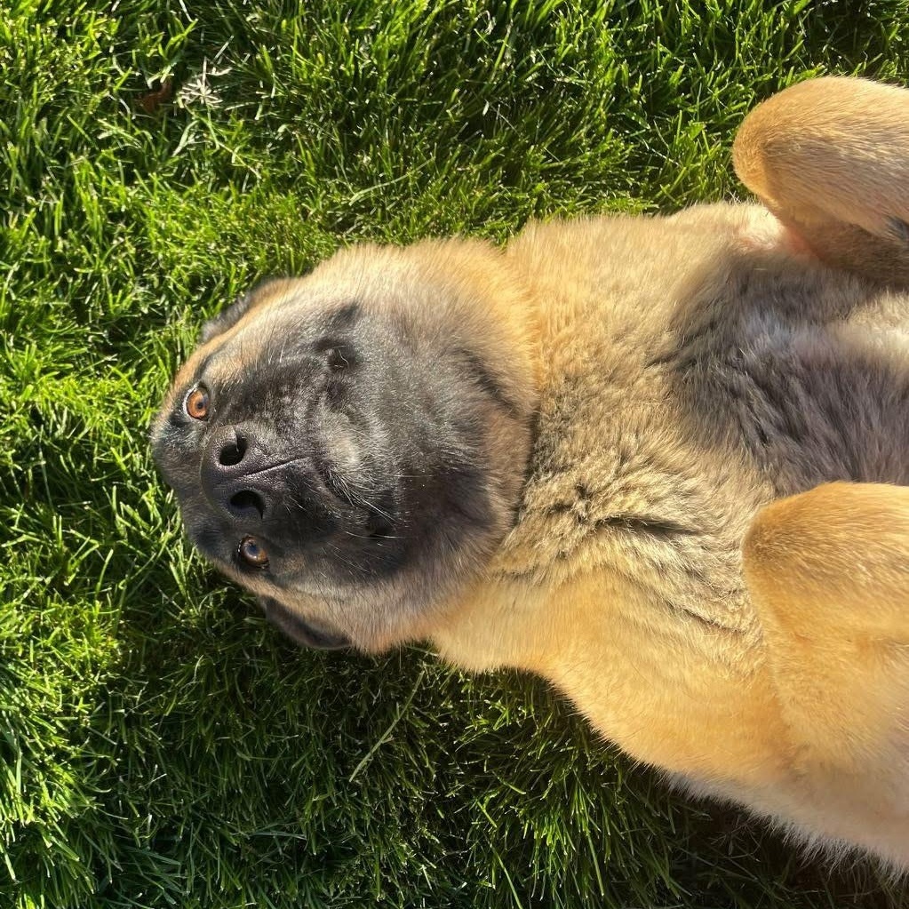 Helen Shepard, an adoptable mixed breed in Seaside , OR image 1/2