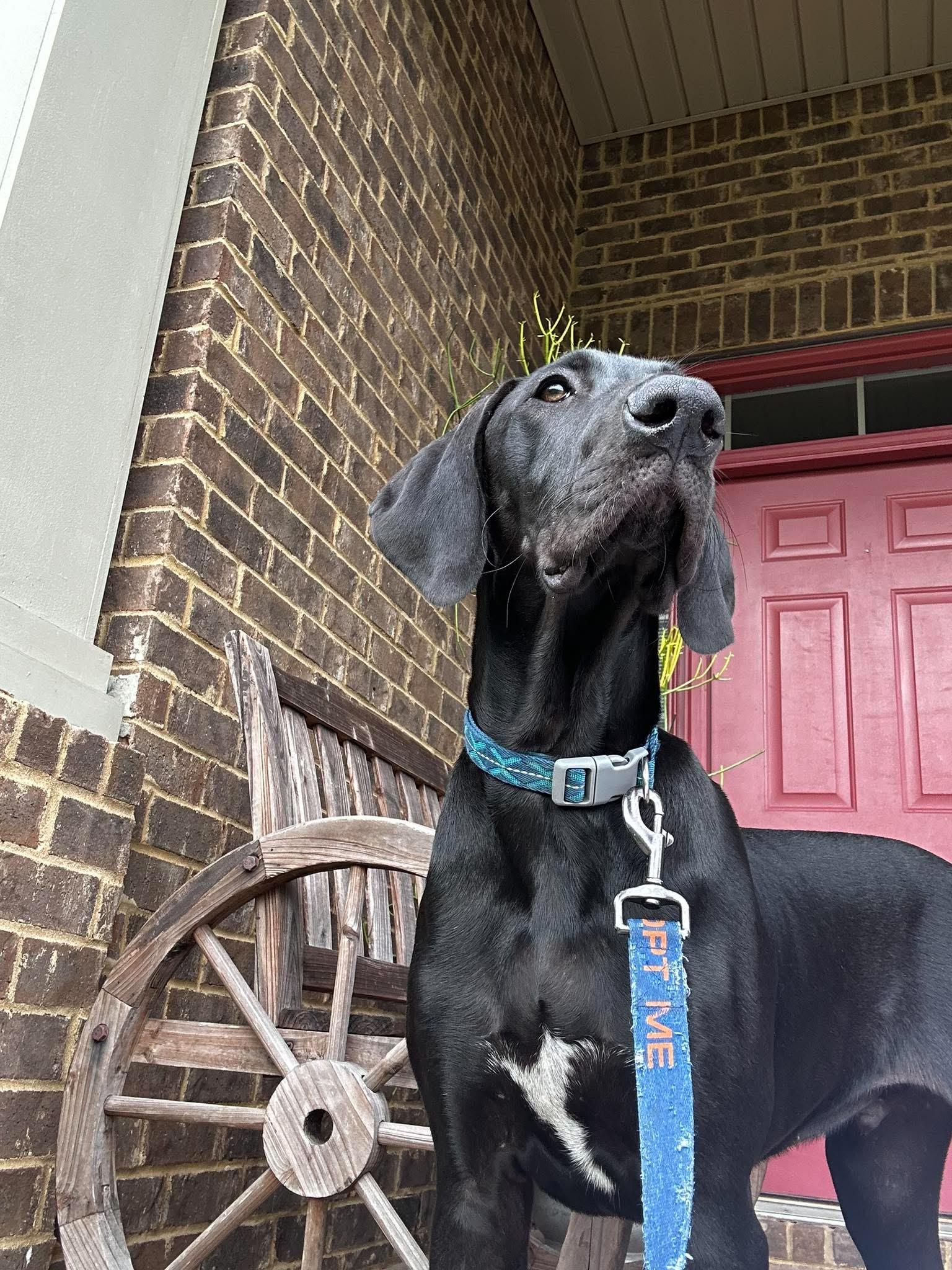 Zoro, an adoptable Great Dane in Pensacola, FL image 5/5