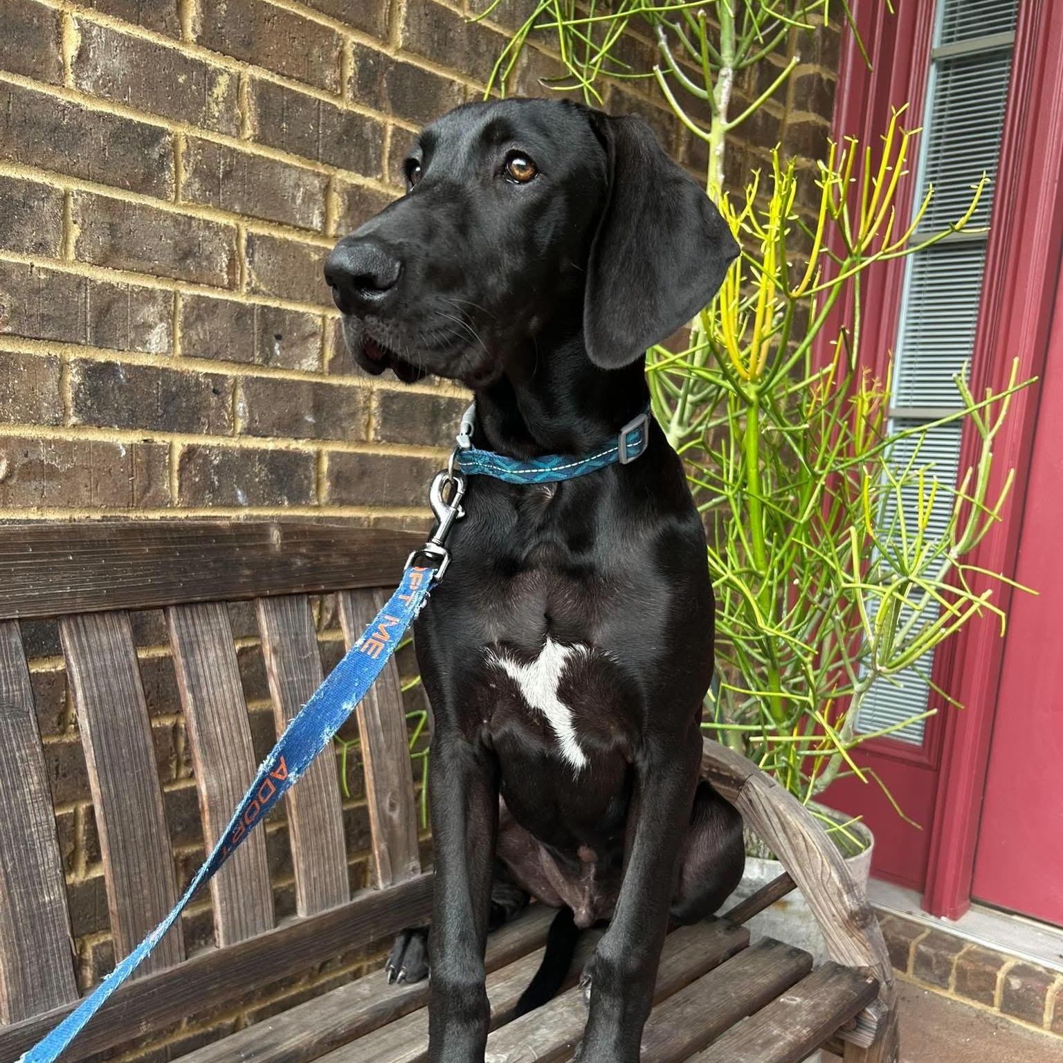 Zoro, adoptable, Young Male Great Dane.