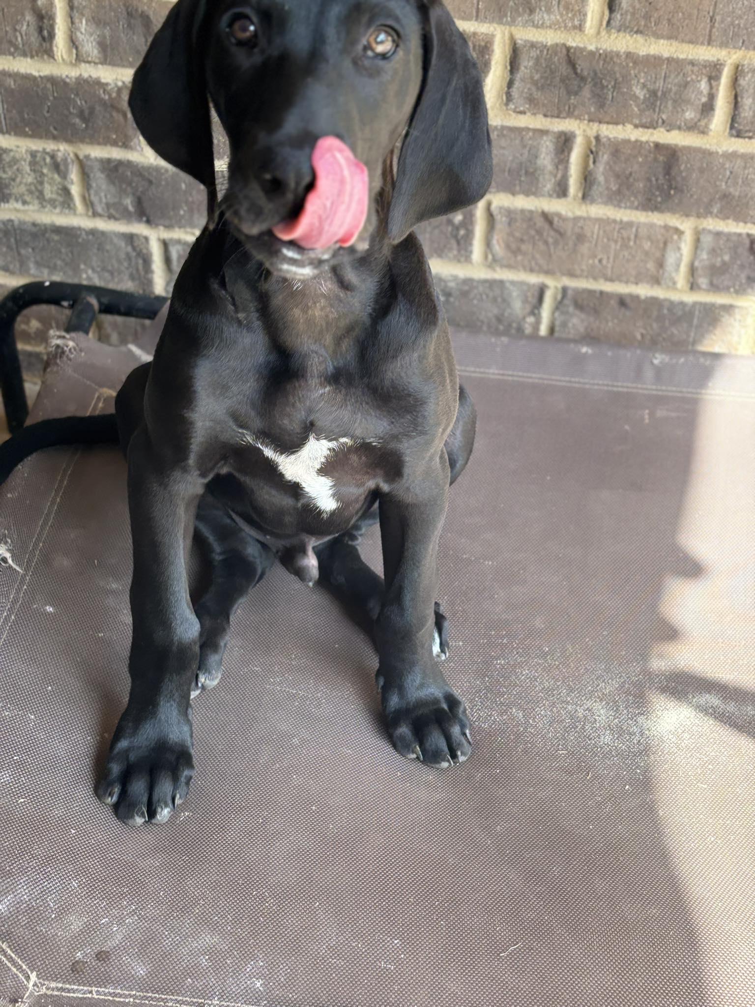 Enlarge Zoro, an adoptable Great Dane in Pensacola, FL image 2/4