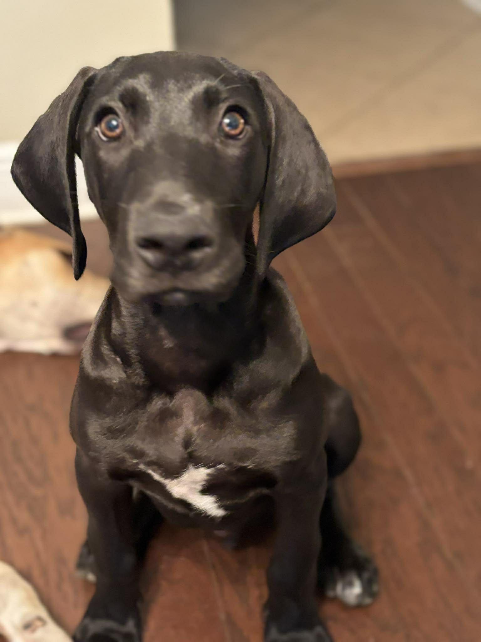 Enlarge Zoro, an adoptable Great Dane in Pensacola, FL image 3/4