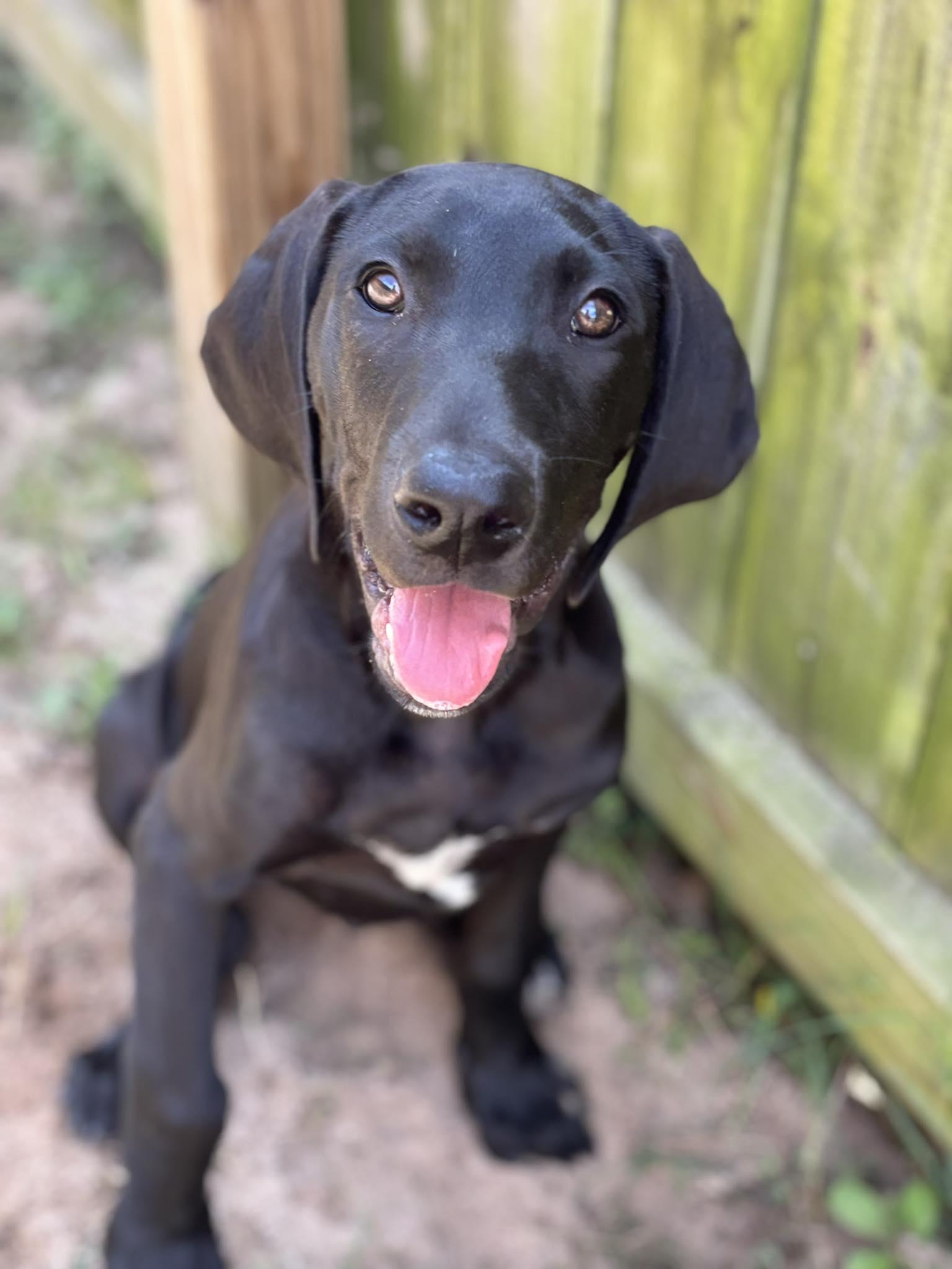 Zoro, adoptable, Young Male Great Dane.