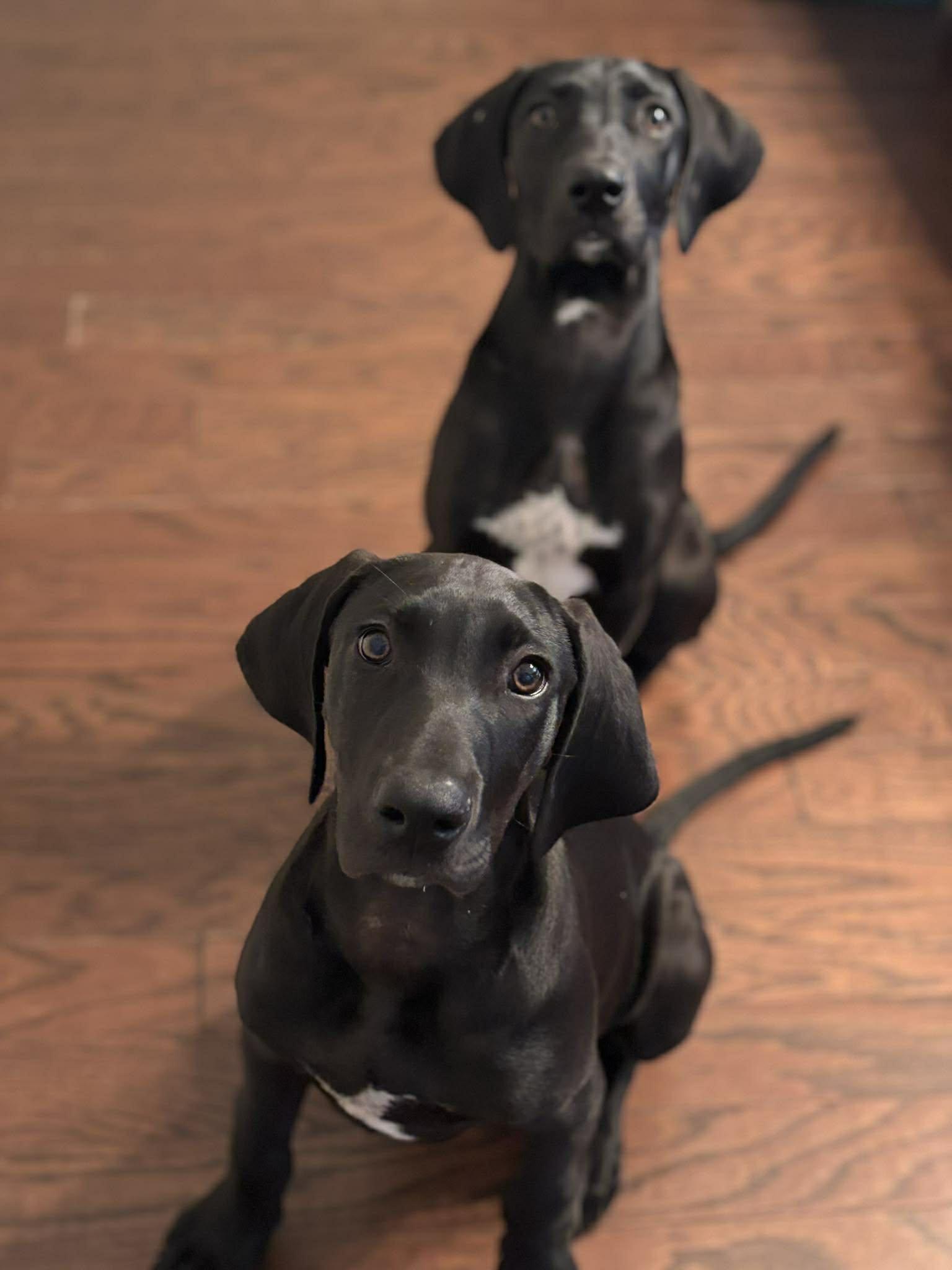 Enlarge Zoro, an adoptable Great Dane in Pensacola, FL image 4/4