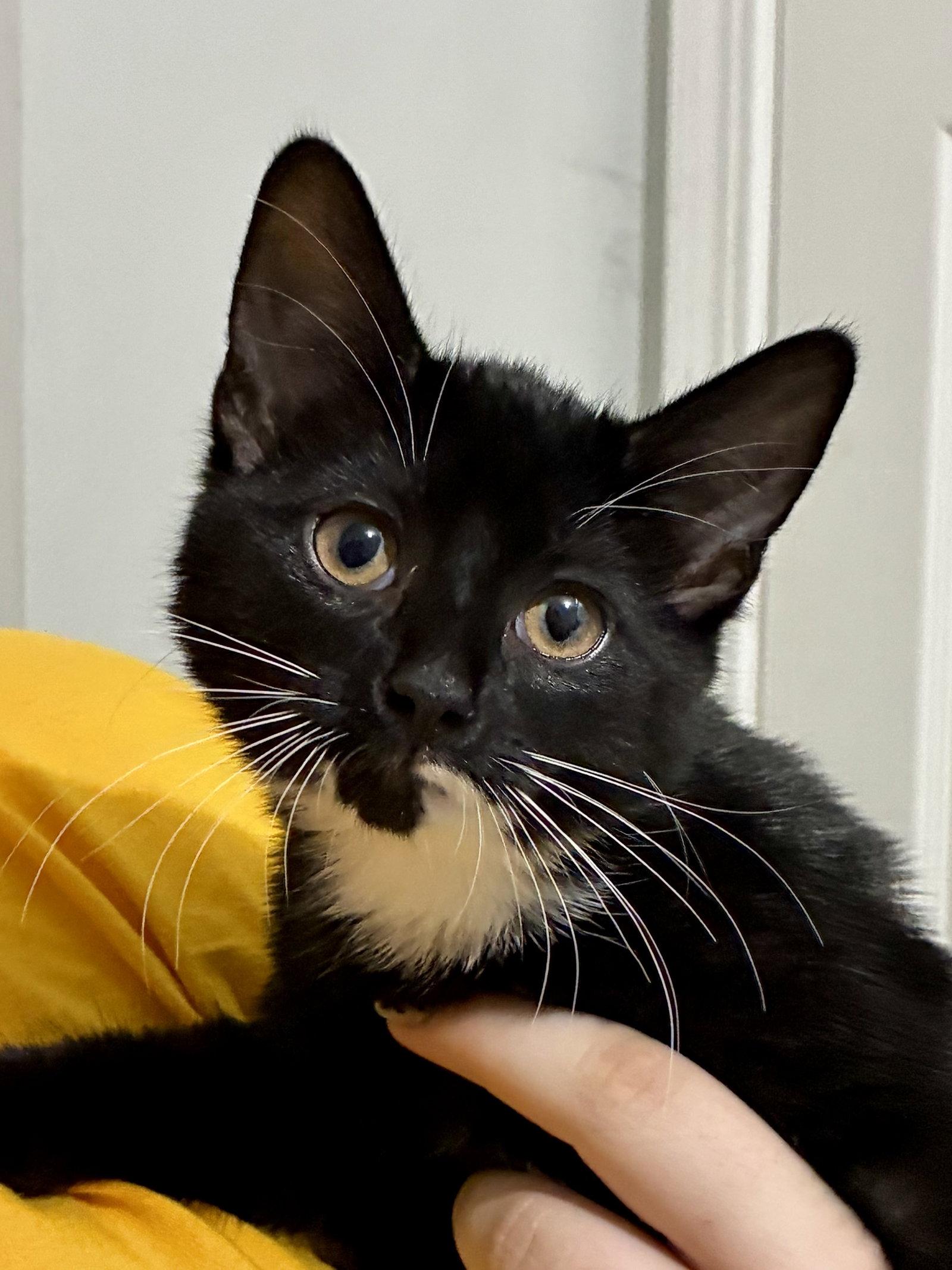 CAT - Nikolai, Adoptable, Kitten Male Domestic Short Hair.