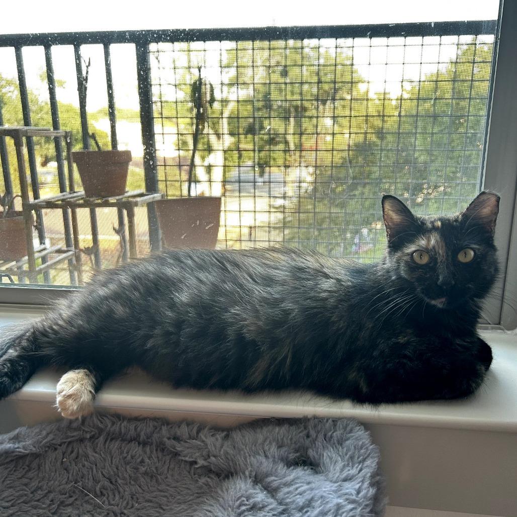 Enlarge Priscilla, a Adoptable Domestic Long Hair in Fort Worth, TX image 2/6