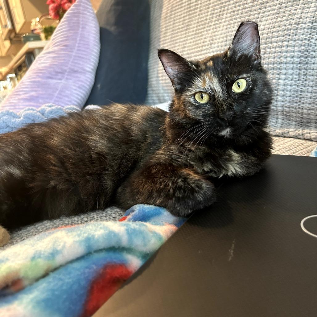 Enlarge Priscilla, a Adoptable Domestic Long Hair in Fort Worth, TX image 1/6