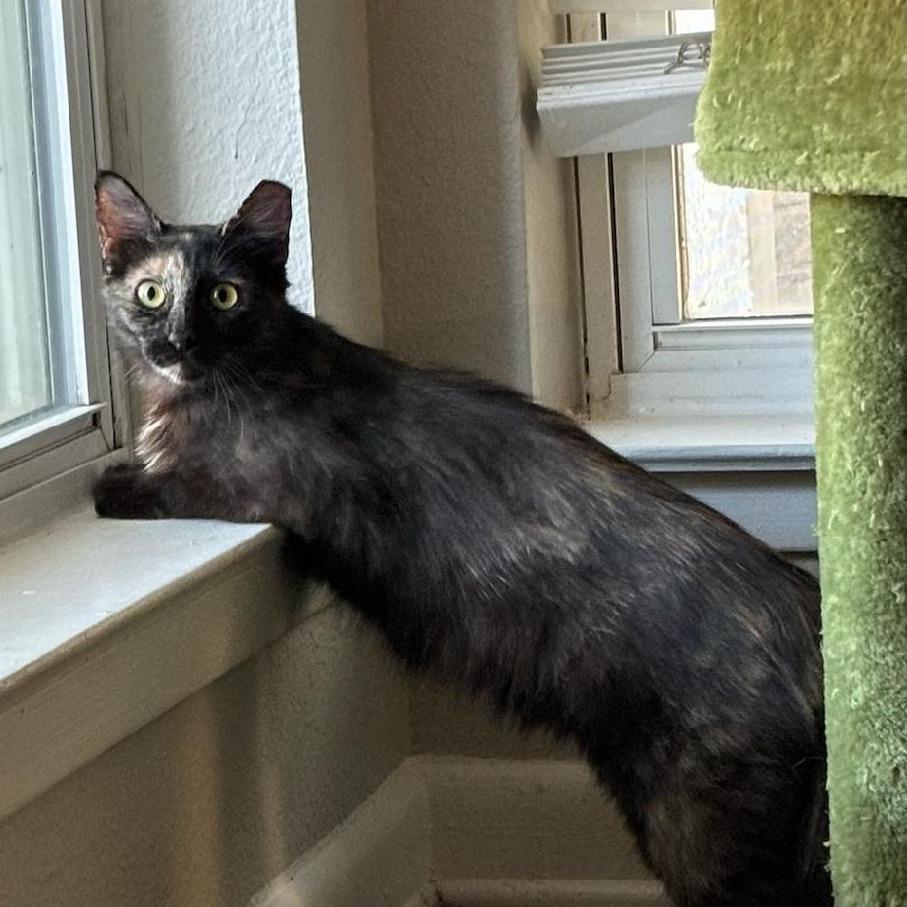 Enlarge Priscilla, a Adoptable Domestic Long Hair in Fort Worth, TX image 3/6