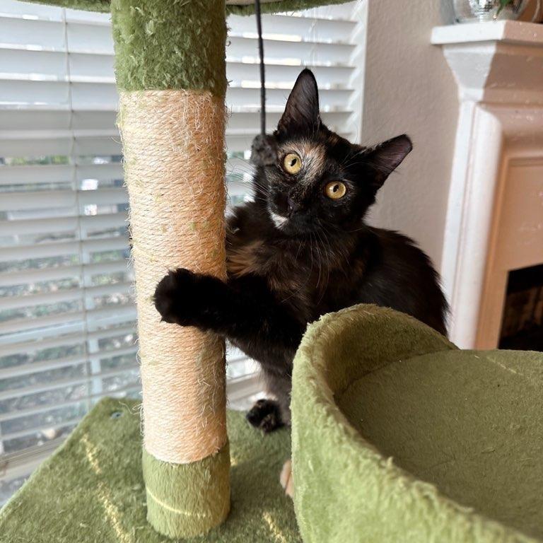 Enlarge Priscilla, a Adoptable Domestic Long Hair in Fort Worth, TX image 4/6