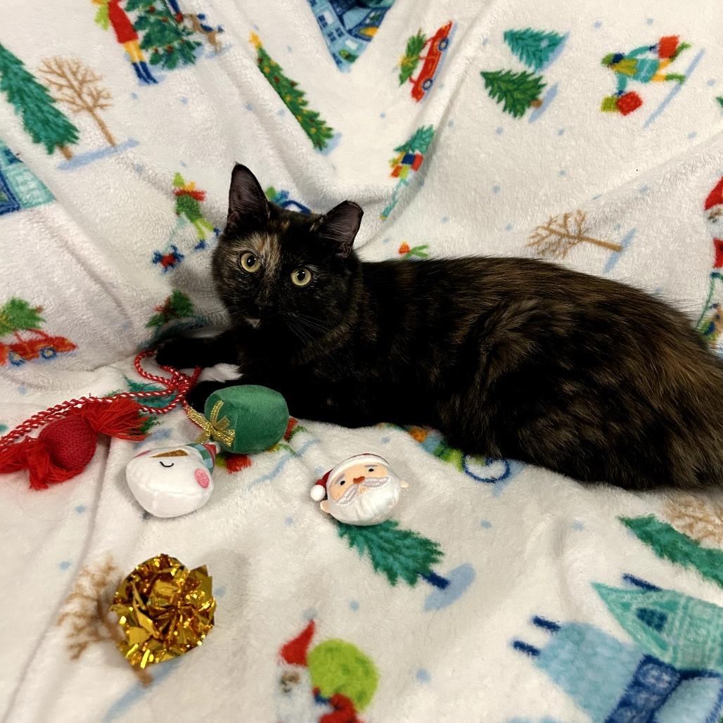 Enlarge Priscilla, a Adoptable Domestic Long Hair in Fort Worth, TX image 5/6